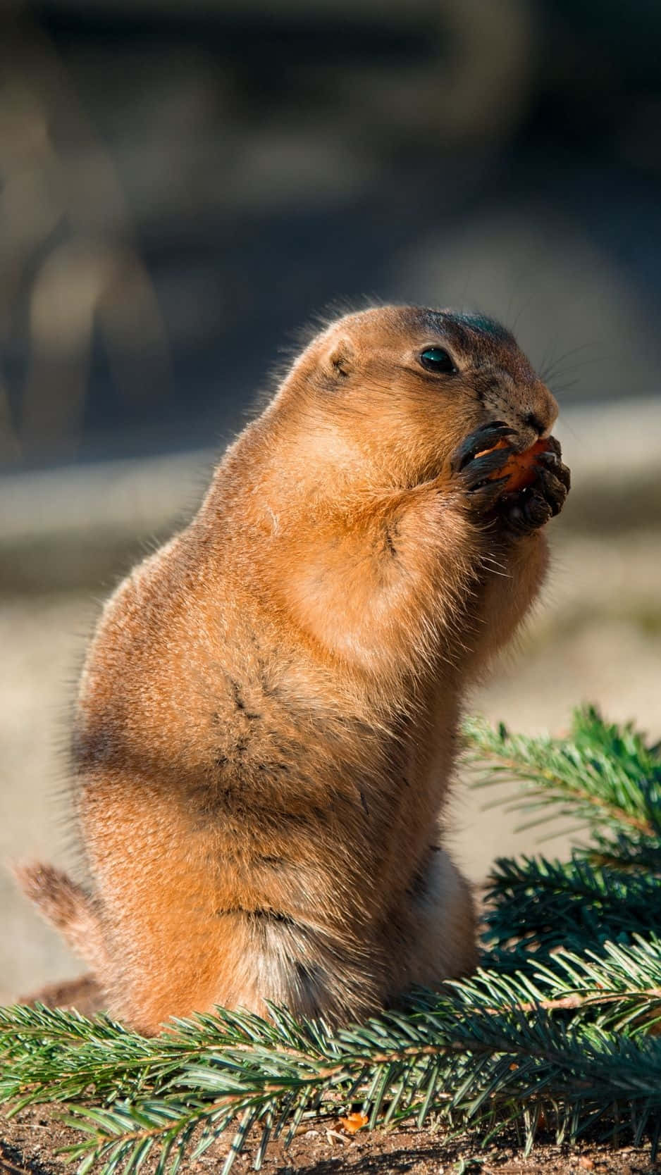 Groundhog, brown prairie dog, nut, HD Phone Wallpaper