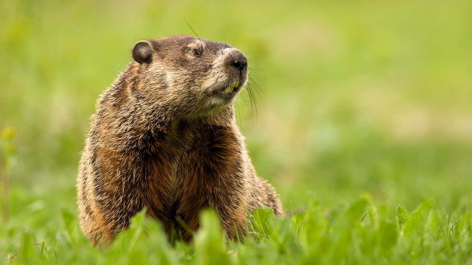 Groundhog, brown marmot, vibrant green grass, HD Desktop Wallpaper