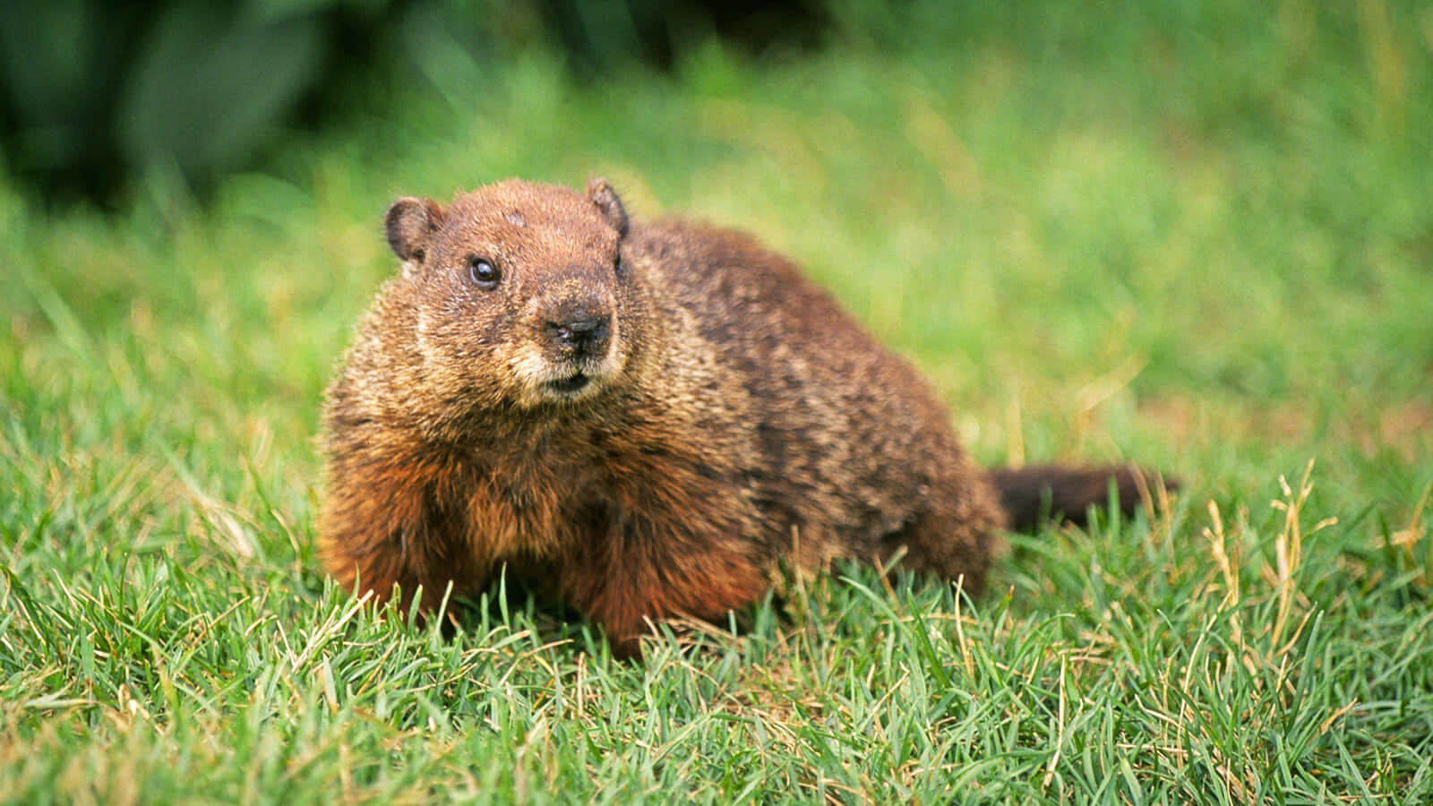 Groundhog, brown, vibrant green grass, HD Desktop Wallpaper