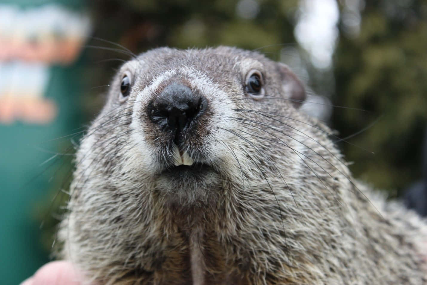 groundhog, whiskers, small teeth, HD Desktop Wallpaper