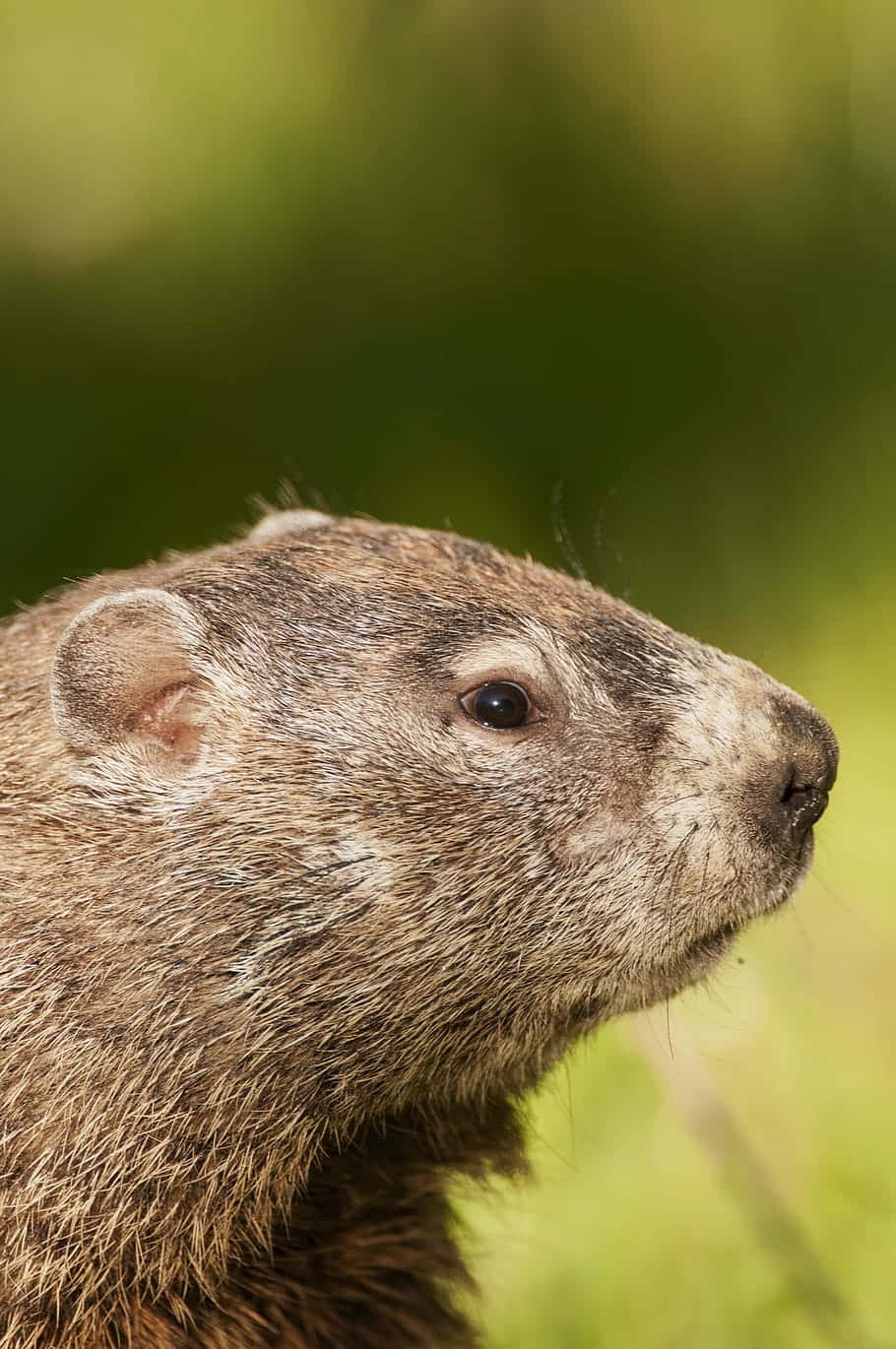 Groundhog, marmot, profile, HD Phone Wallpaper