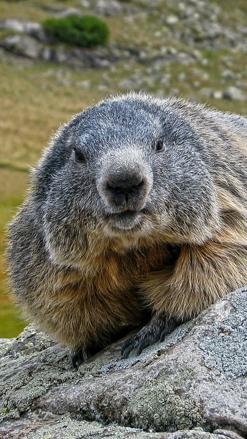 groundhog, marmot, gray and brown fur, HD Phone Wallpaper