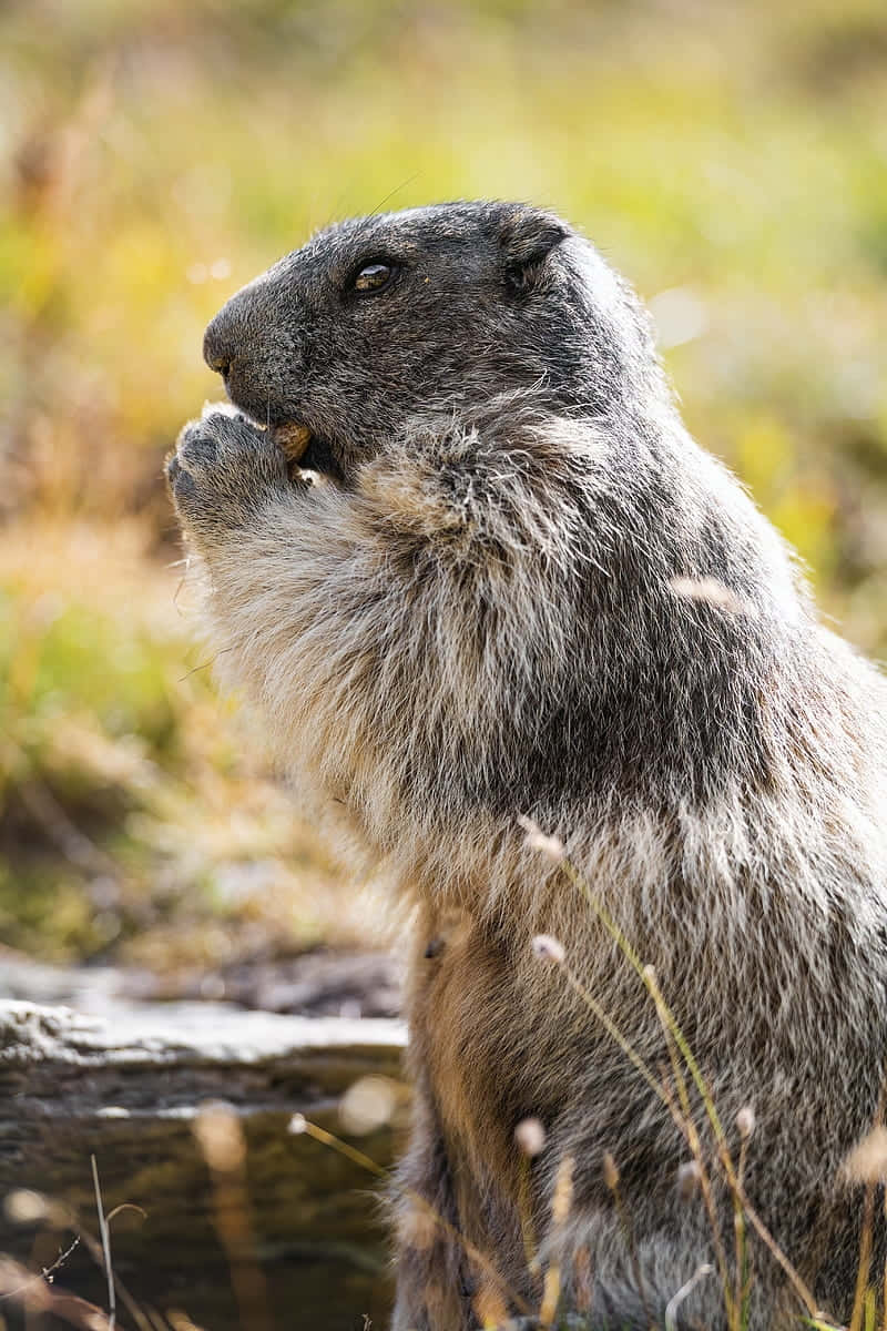 groundhog, marmot, thick gray fur, SD Phone Wallpaper