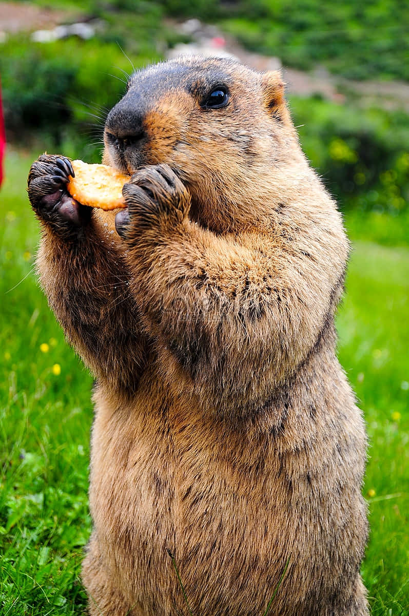 Groundhog, cracker, grassy field, SD Phone Wallpaper