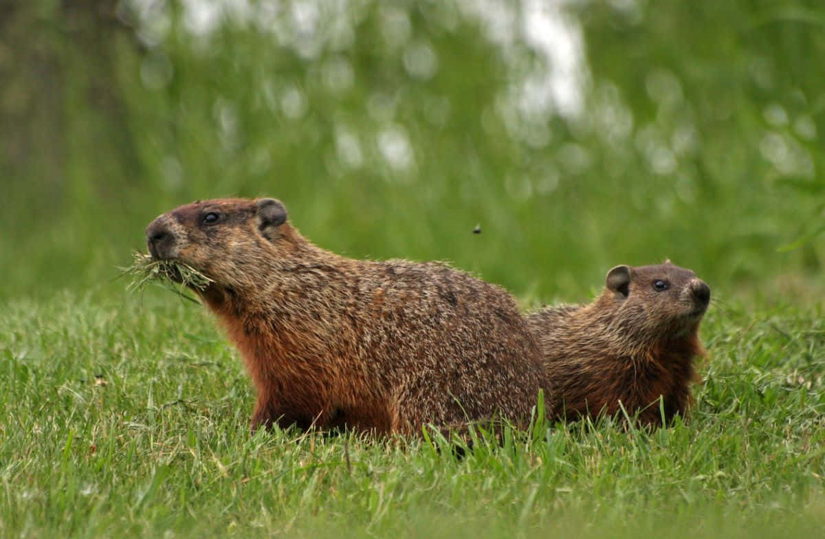 Groundhog, grass, sunlit meadow, SD Desktop Wallpaper