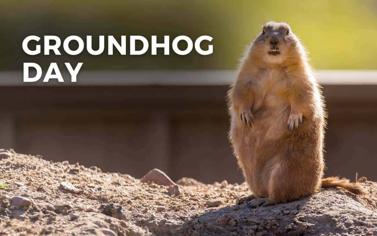 Groundhog Day, fluffy brown groundhog, dirt mound, SD Desktop Wallpaper