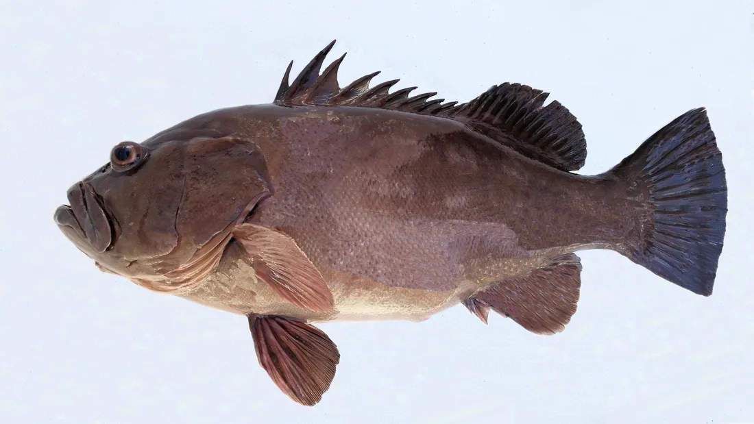 Grouper