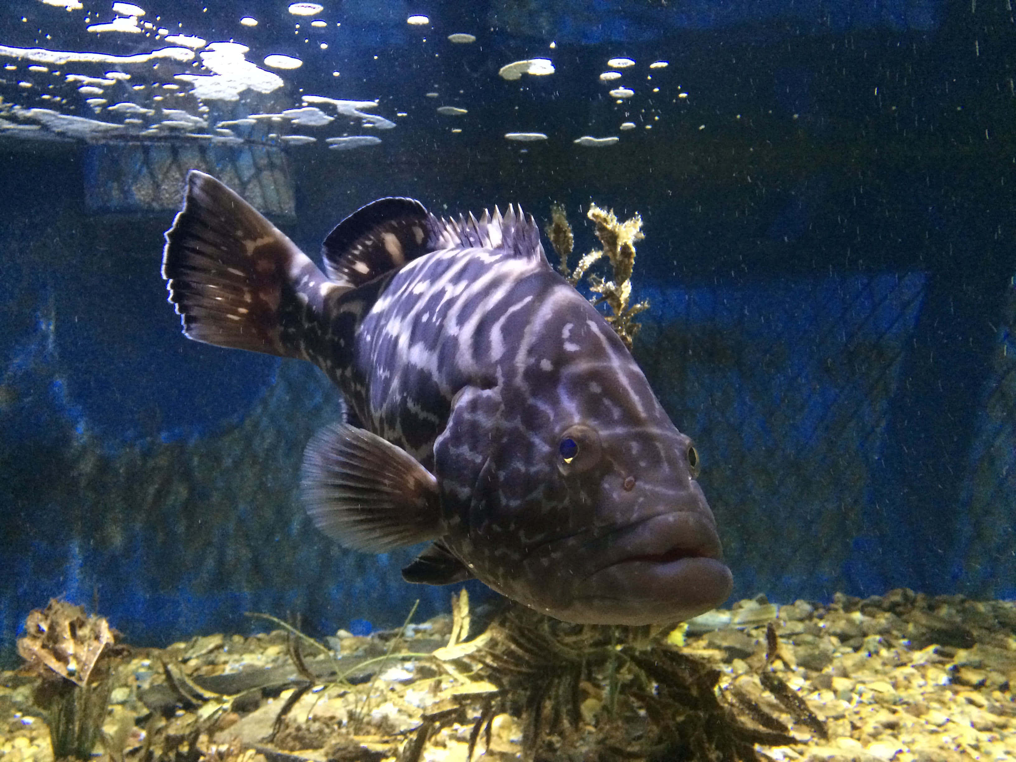 grouper, aquarium, blue aquarium, 2K Desktop Wallpaper
