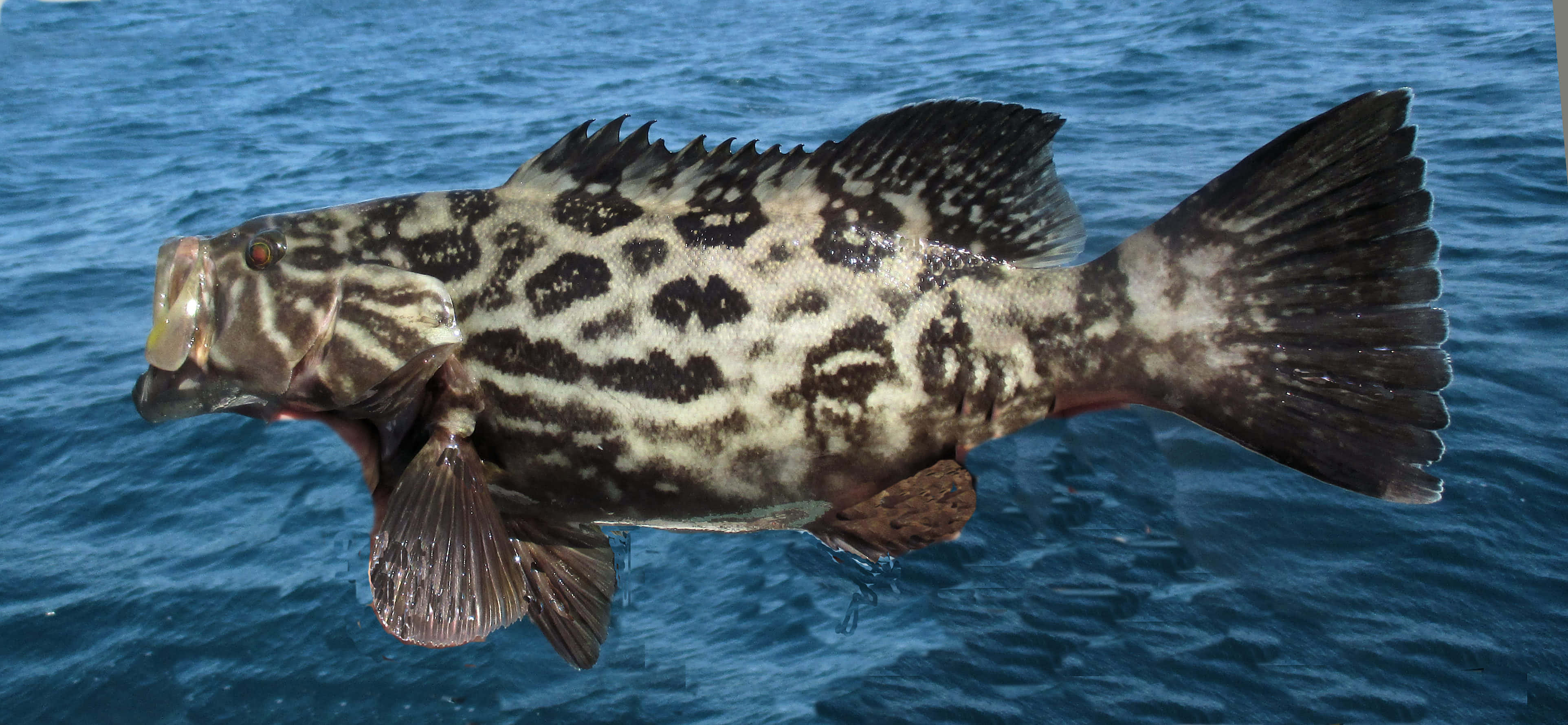 grouper, spotted grouper, dark markings, 4K Desktop Wallpaper