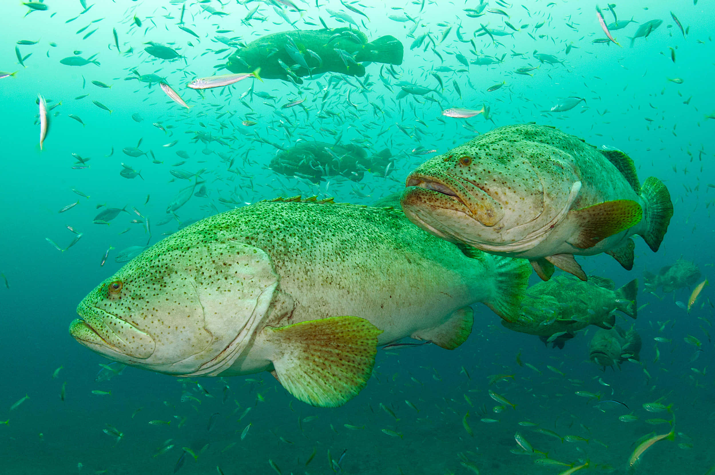 grouper, school of fish, turquoise waters, Full HD Desktop Wallpaper