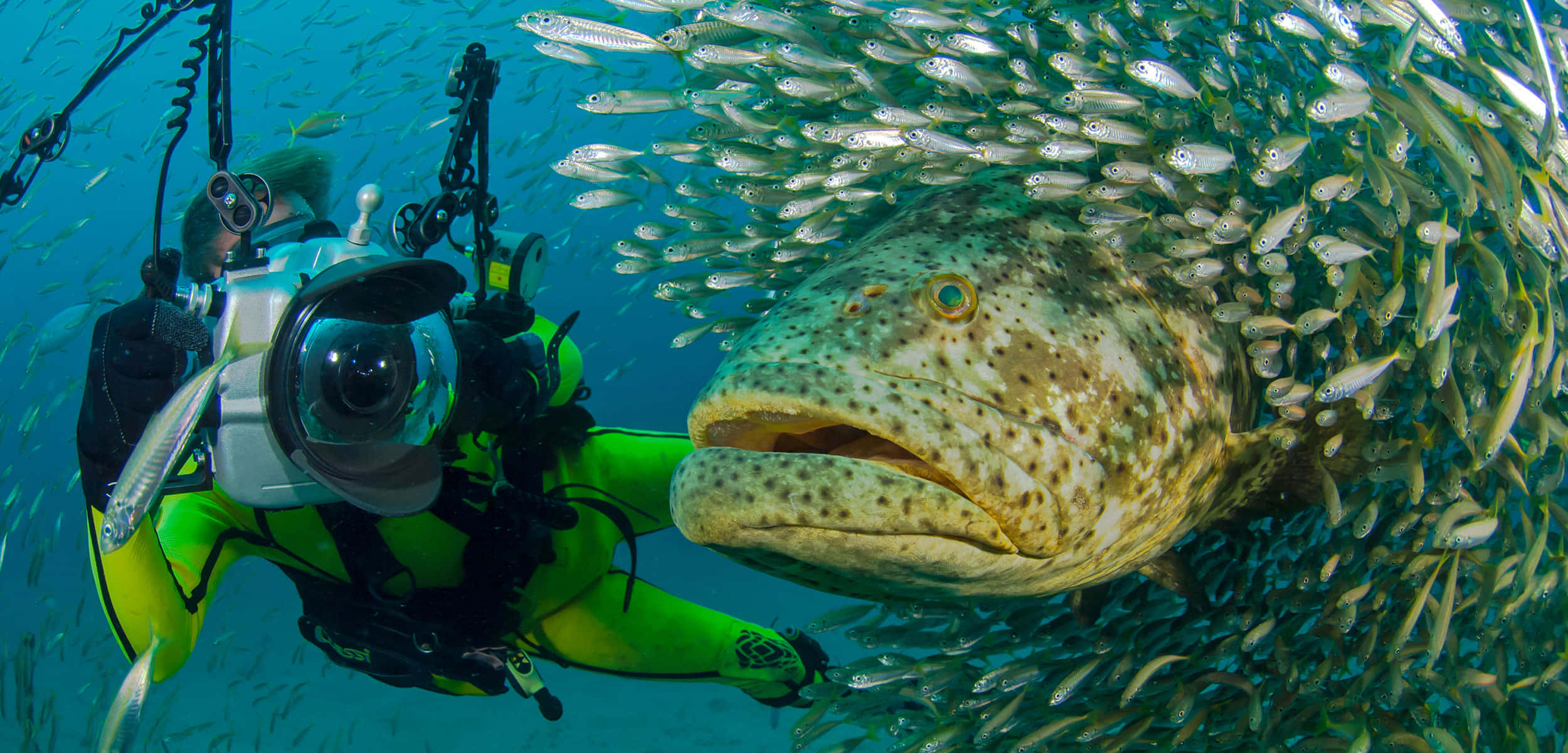 diver, massive spotted grouper, swirling school of small silver fish, Full HD Desktop Wallpaper
