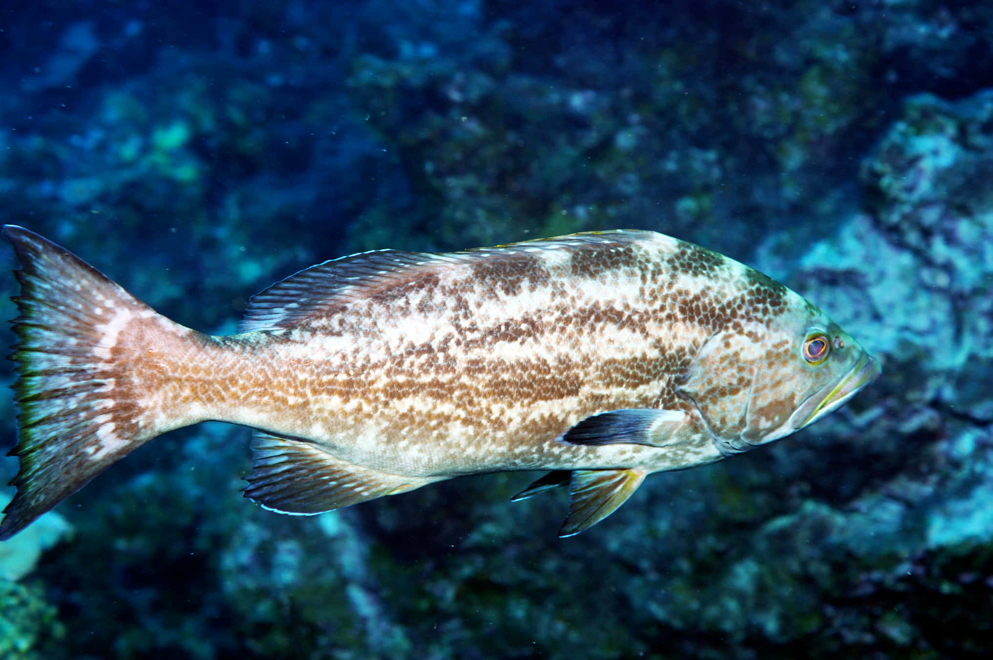 grouper fish, deep blue coral waters, soft lighting, Full HD Desktop Wallpaper