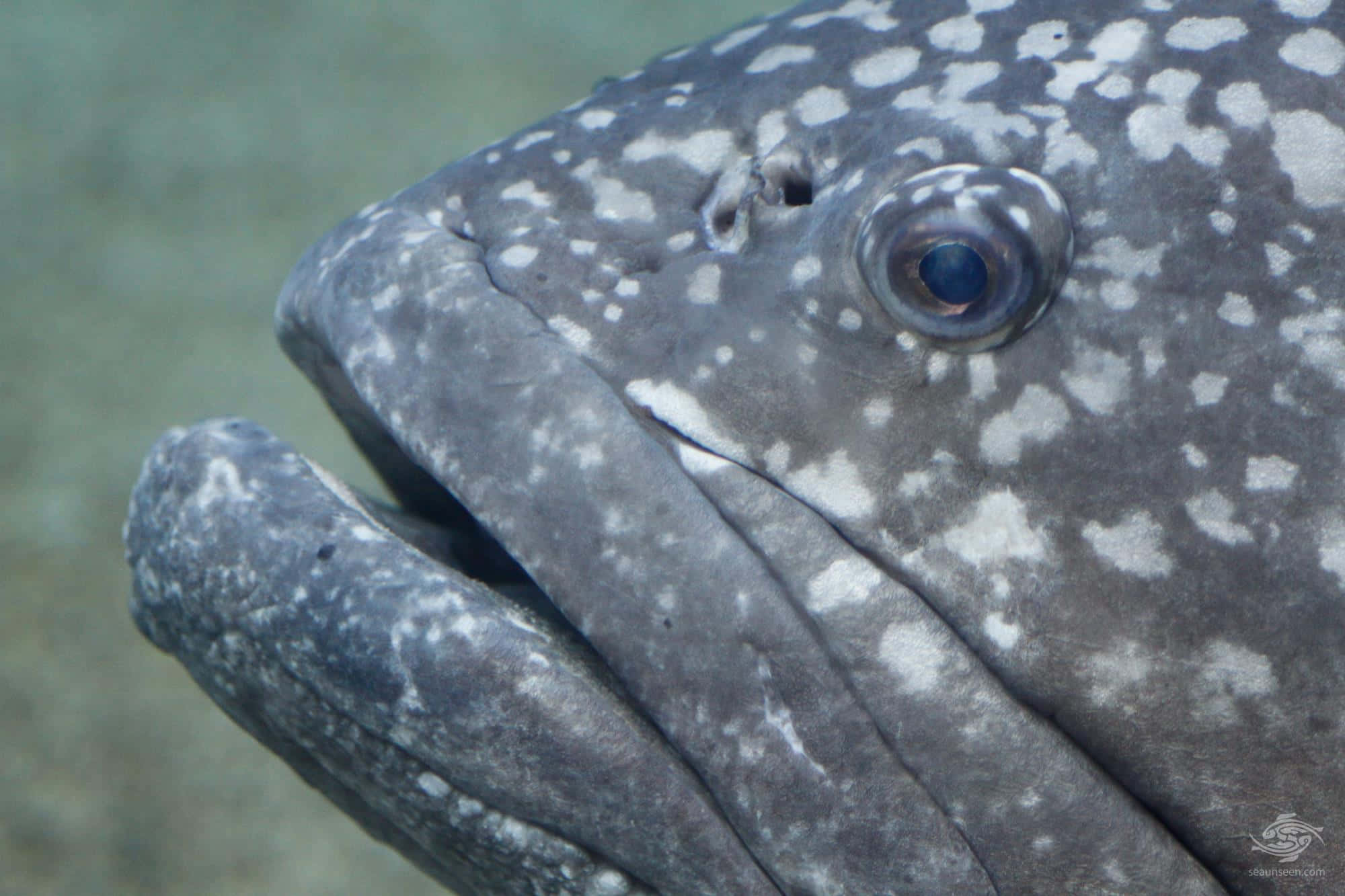grouper fishes, school of grouper fishes, deep ocean, Full HD Desktop Wallpaper