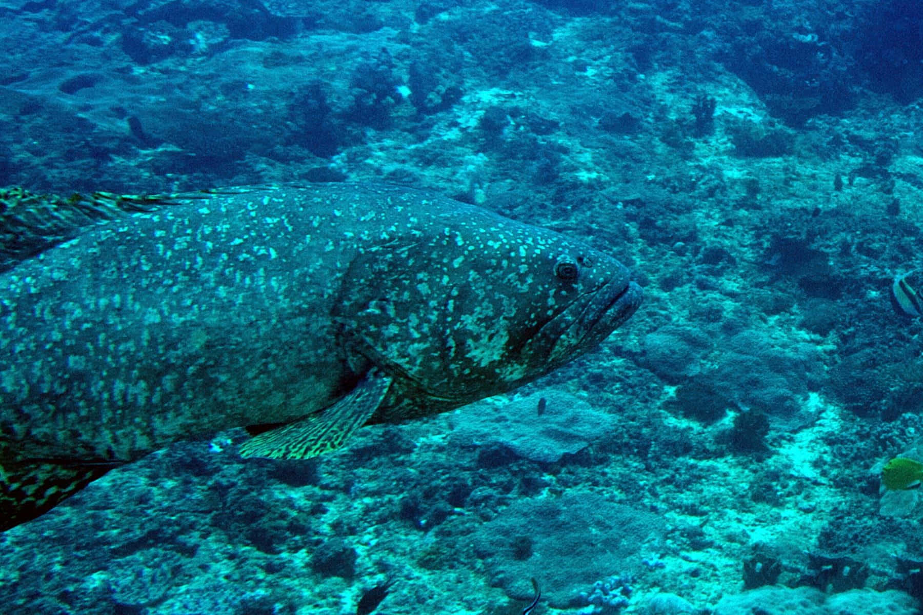 grouper fish, spotted grouper, coral reef, HD Desktop Wallpaper