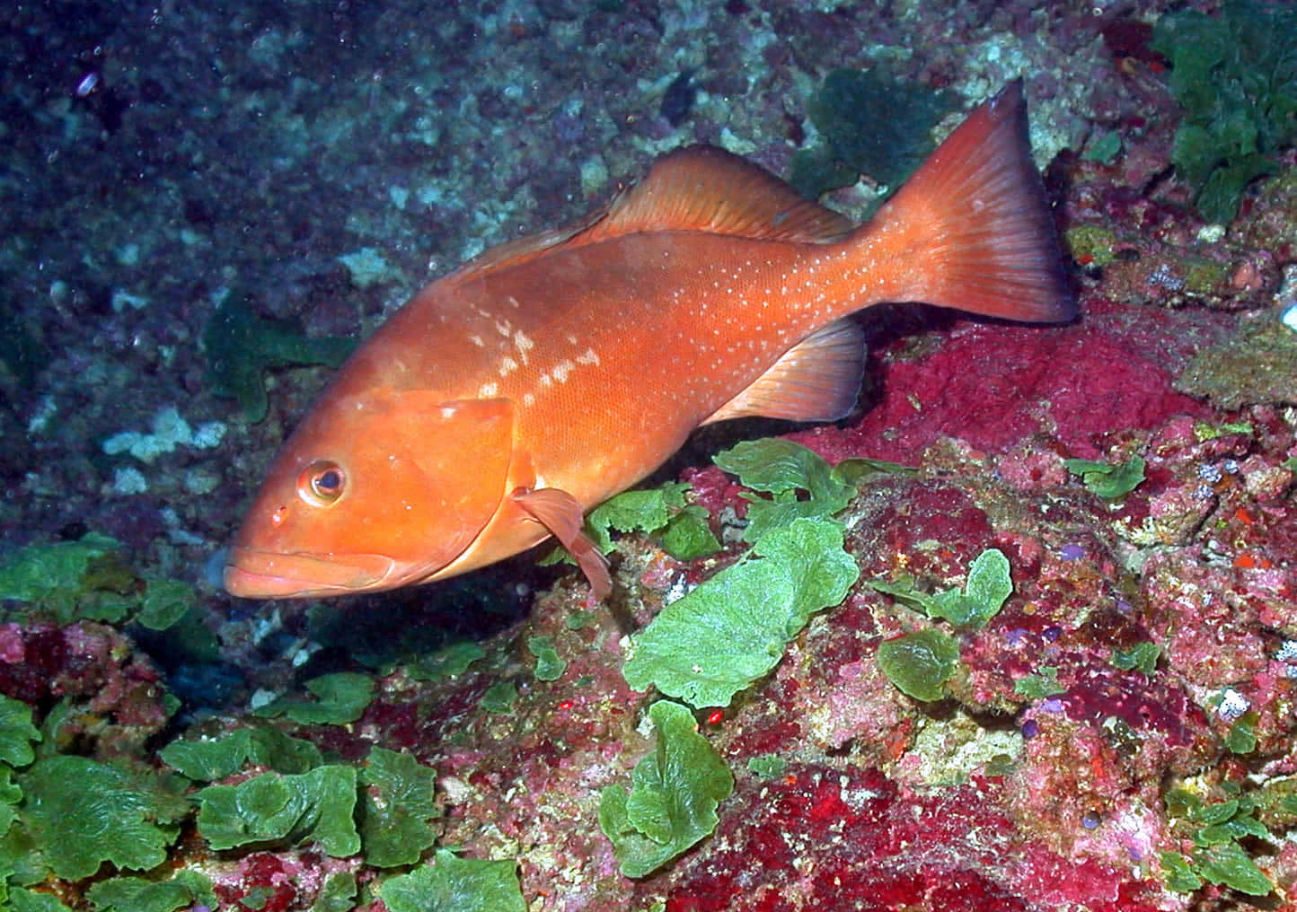 red grouper, coral reef, green algae, HD Desktop Wallpaper