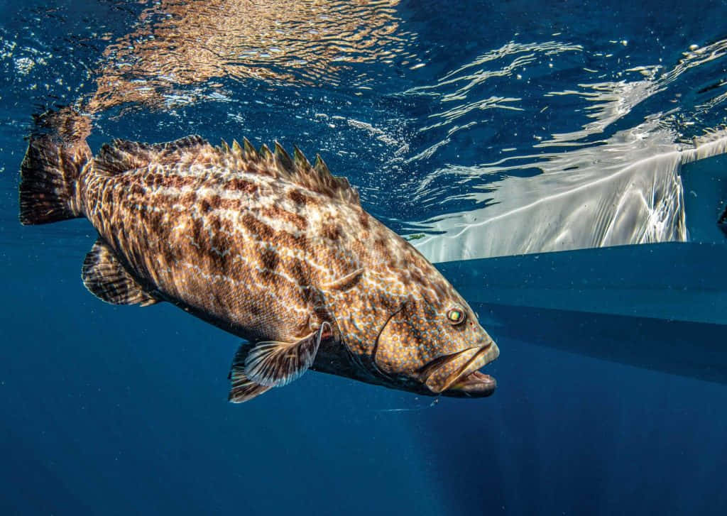 grouper, swimming underwater, sunlight glinting on ripples, SD Desktop Wallpaper