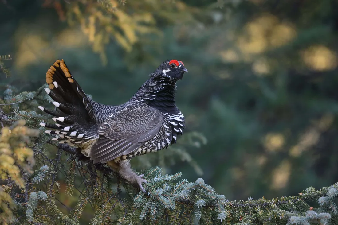 Grouse