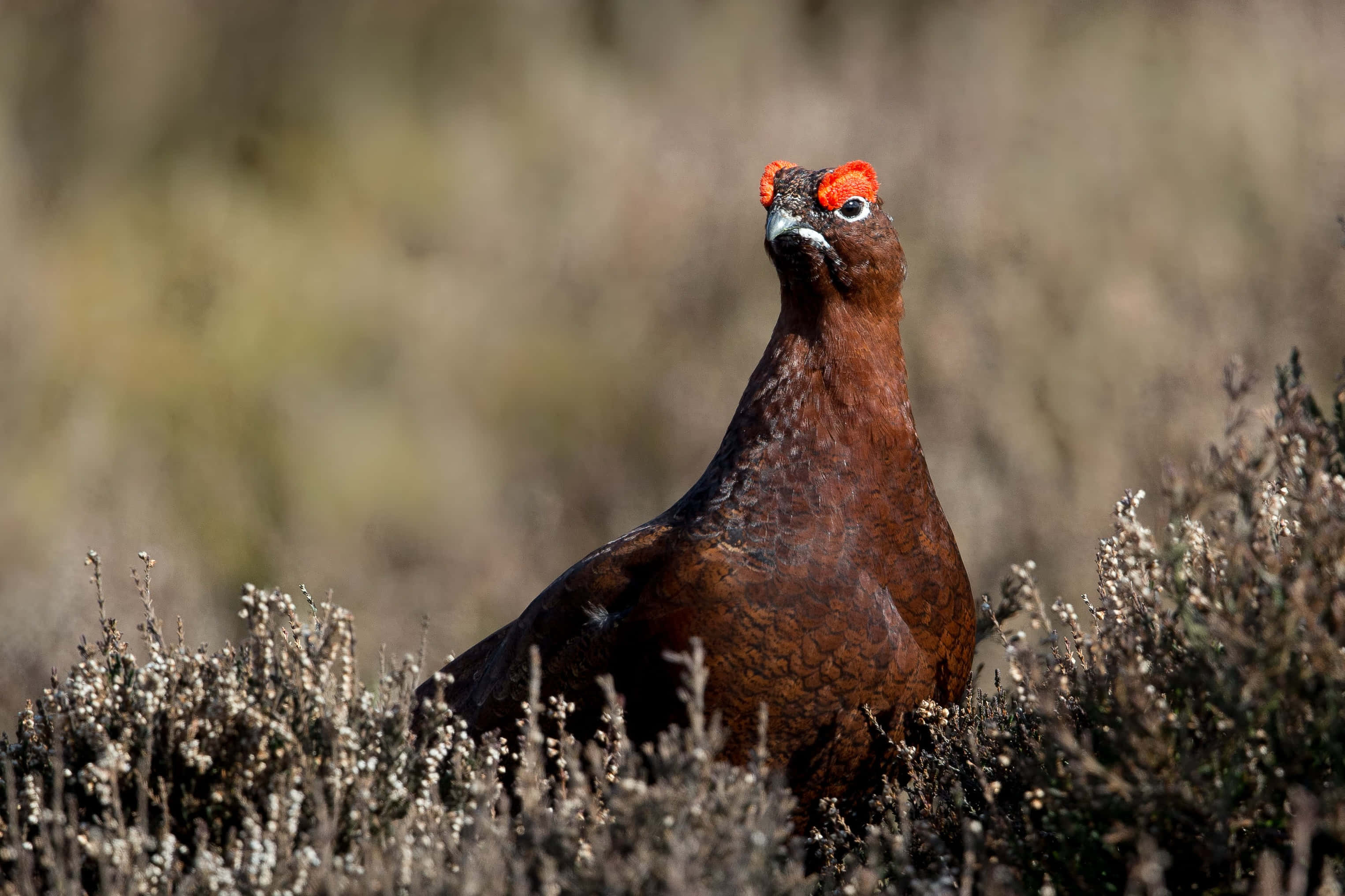 red grouse, heather, bright red comb, 2K Desktop Wallpaper