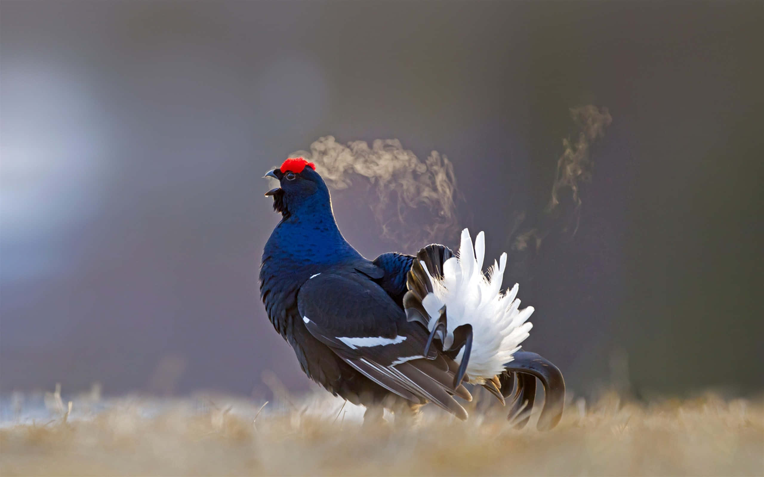 Black Grouse, red crown, white tail feathers, 2K Desktop Wallpaper