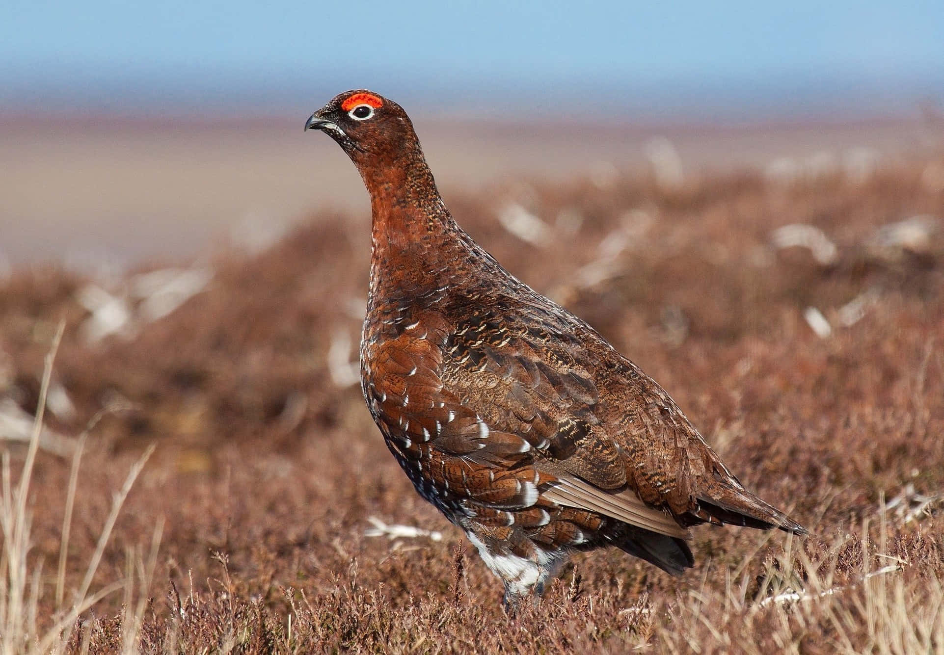 red grouse, moorland habitat, dry brown grass, Full HD Desktop Wallpaper