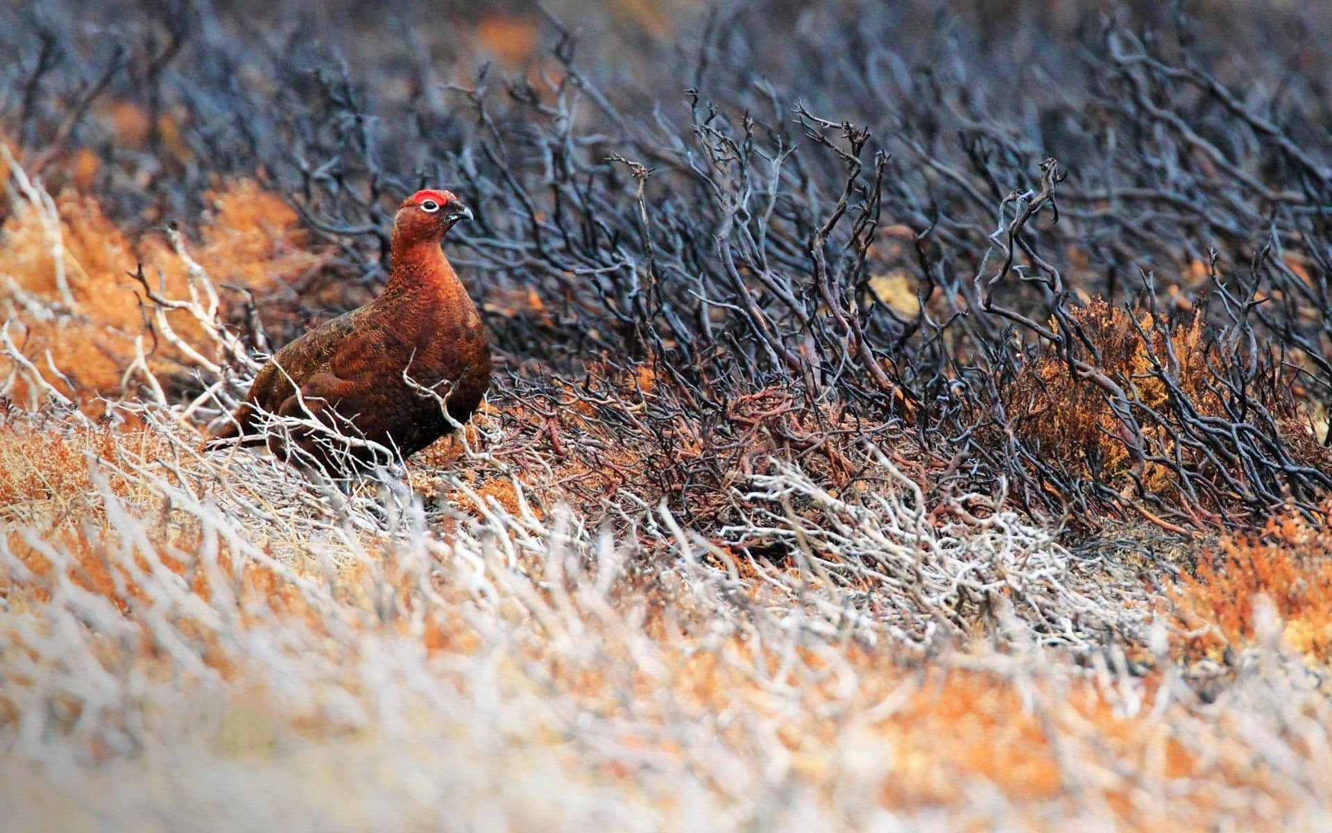 red grouse, burnt heathland, burnt twigs, Full HD Desktop Wallpaper