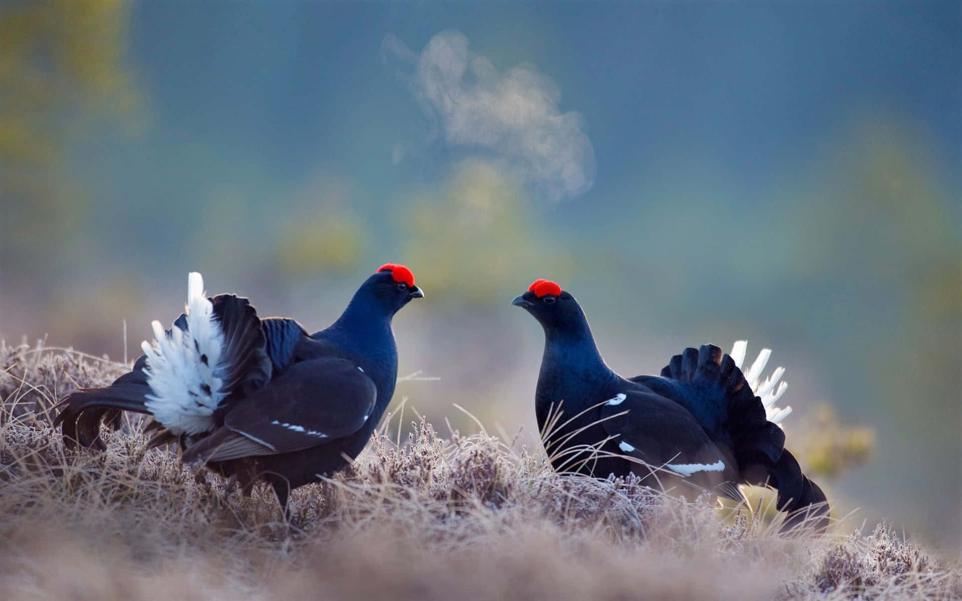 black grouse, red crowns, frosty grass, Full HD Desktop Wallpaper