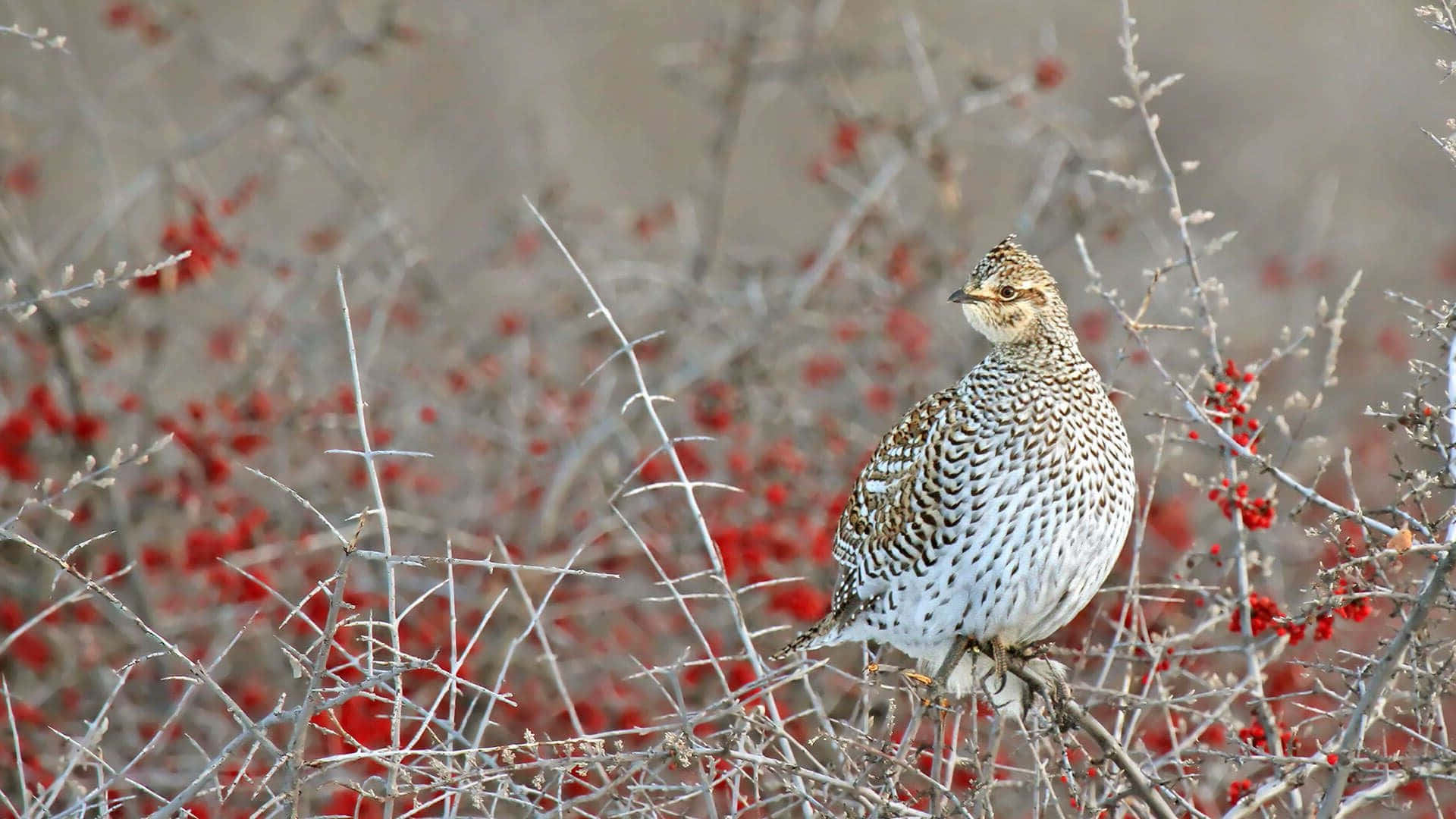 grouse, red berries, bare branches, Full HD Desktop Wallpaper