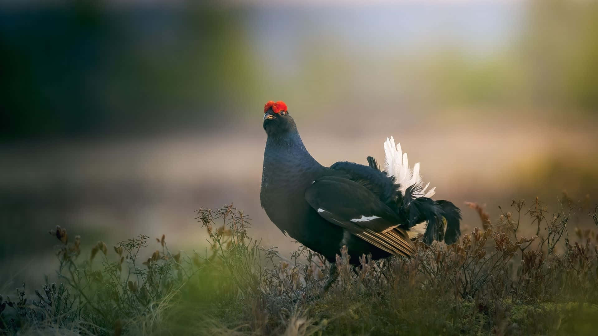black grouse, bright red crown, sunlit field, Full HD Desktop Wallpaper