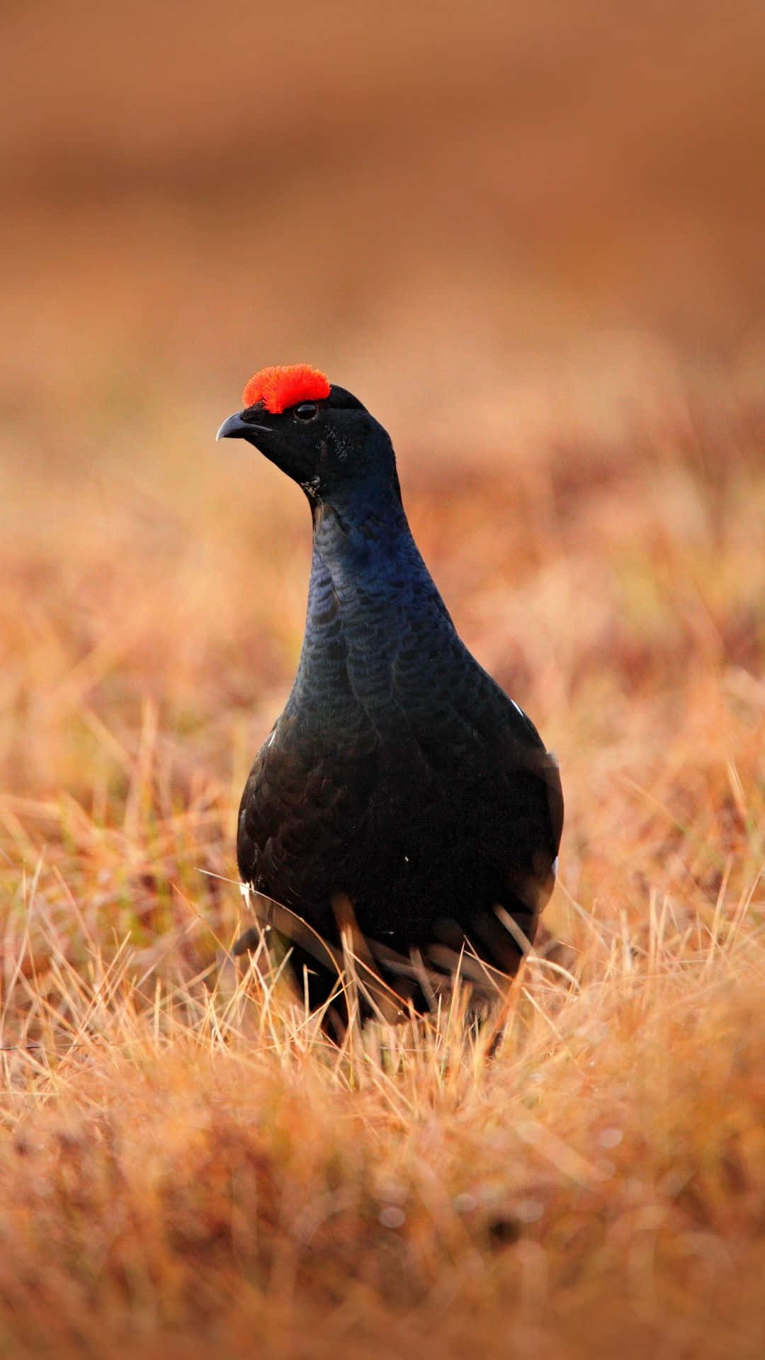 Black Grouse, autumn field, golden-brown grass, Full HD Phone Wallpaper
