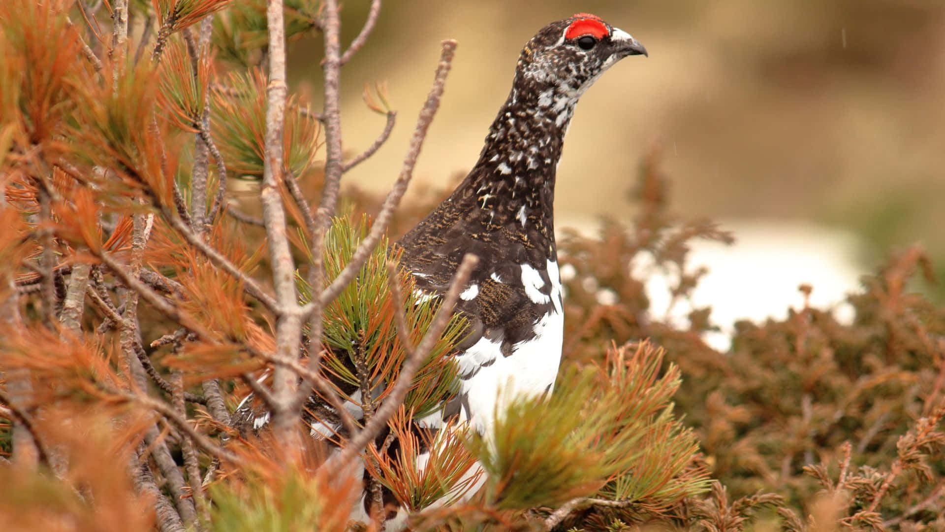 grousein, autumn foliage, capercaillie, Full HD Desktop Wallpaper