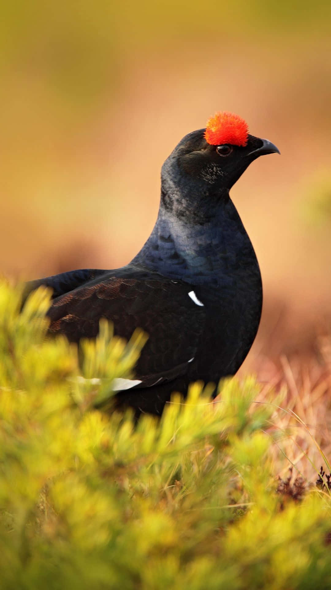 black grouse, bright orange crest, vibrant yellow-green foliage, Full HD Phone Wallpaper