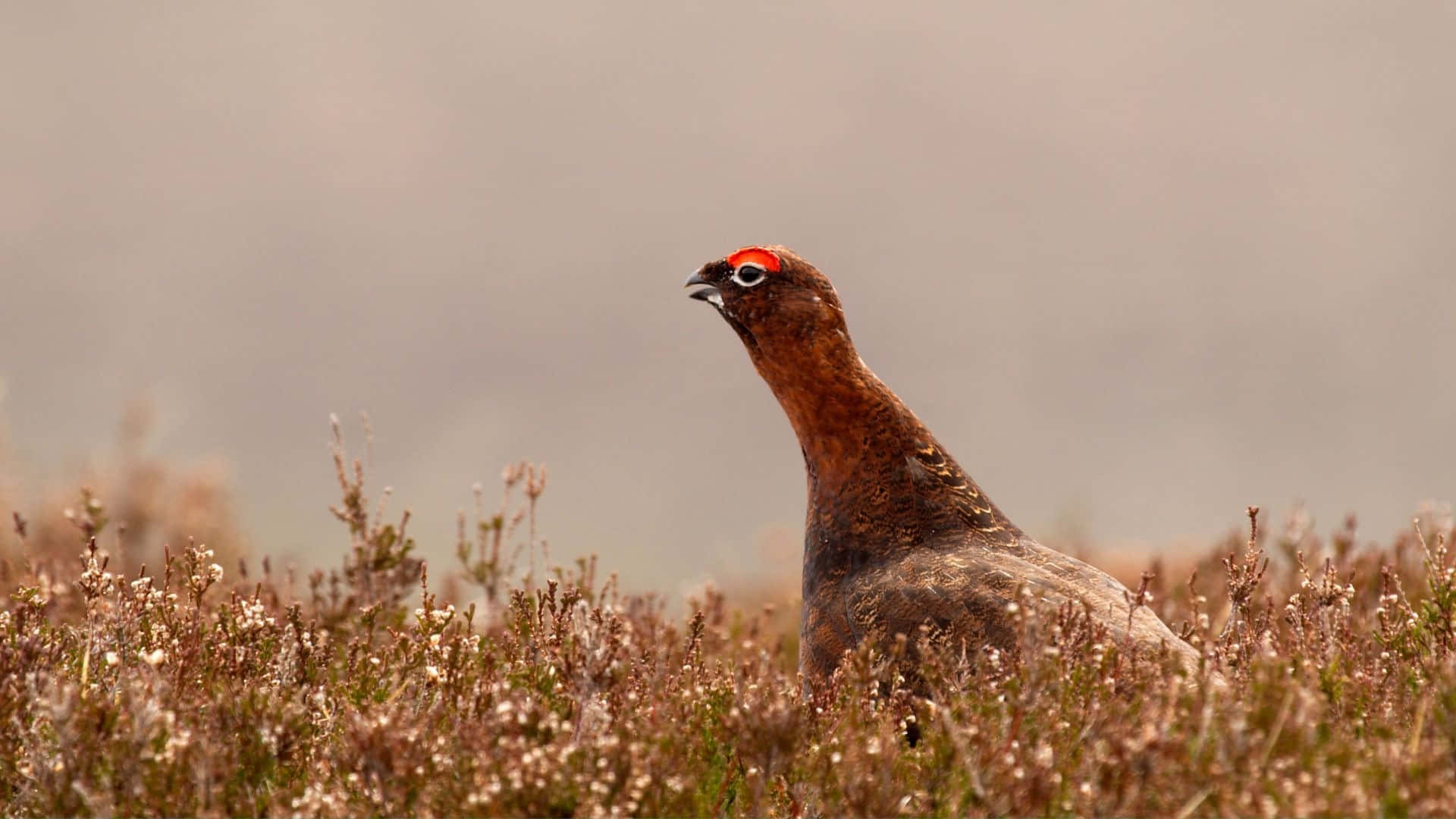 red grouse, heather, dry heather, Full HD Desktop Wallpaper