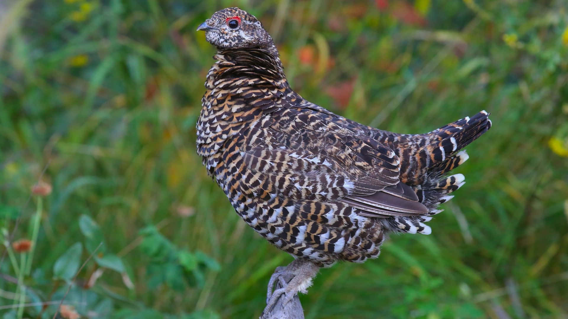 grouse, brown and white feather patterns, branch, Full HD Desktop Wallpaper
