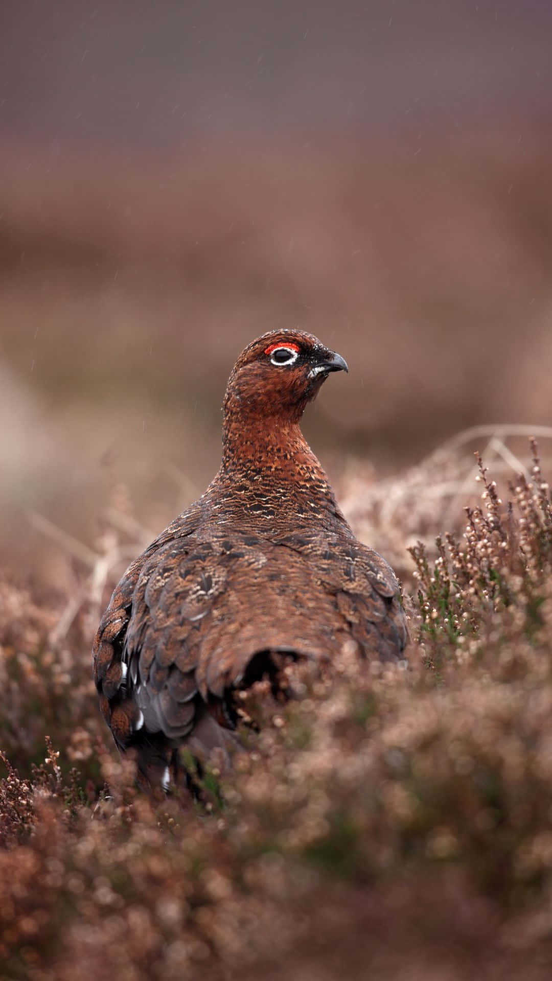 red grouse, dry heather, soft overcast light, Full HD Phone Wallpaper