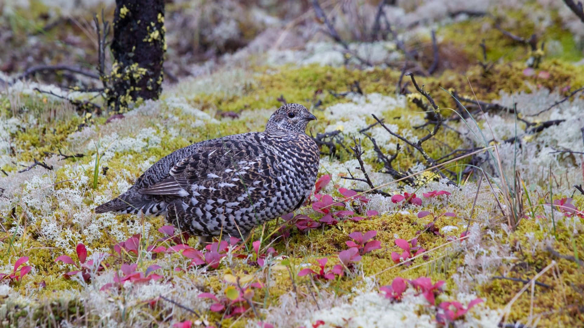 ptarmigan, mottled gray and white feathers, mossy tundra, Full HD Desktop Wallpaper