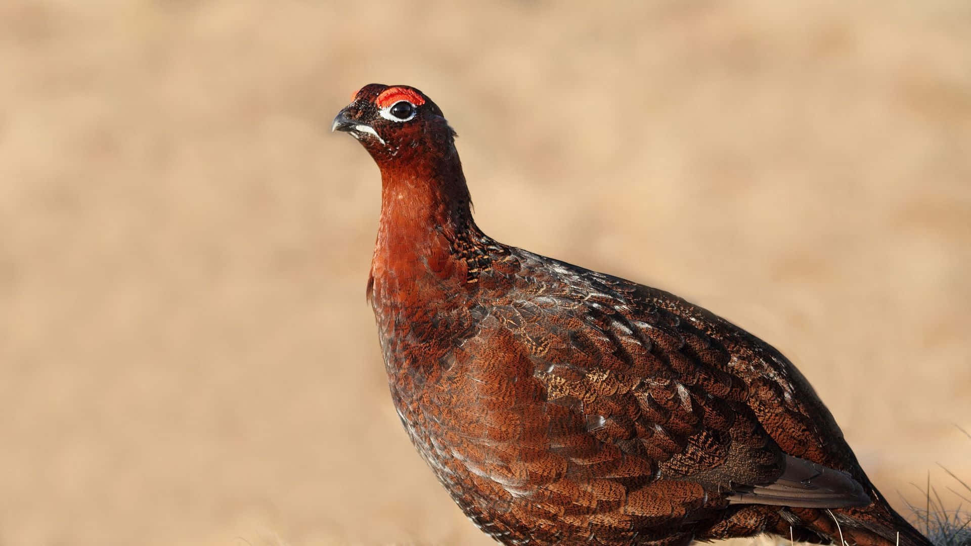 red grouse, bright red eye patch, sunlit field, Full HD Desktop Wallpaper