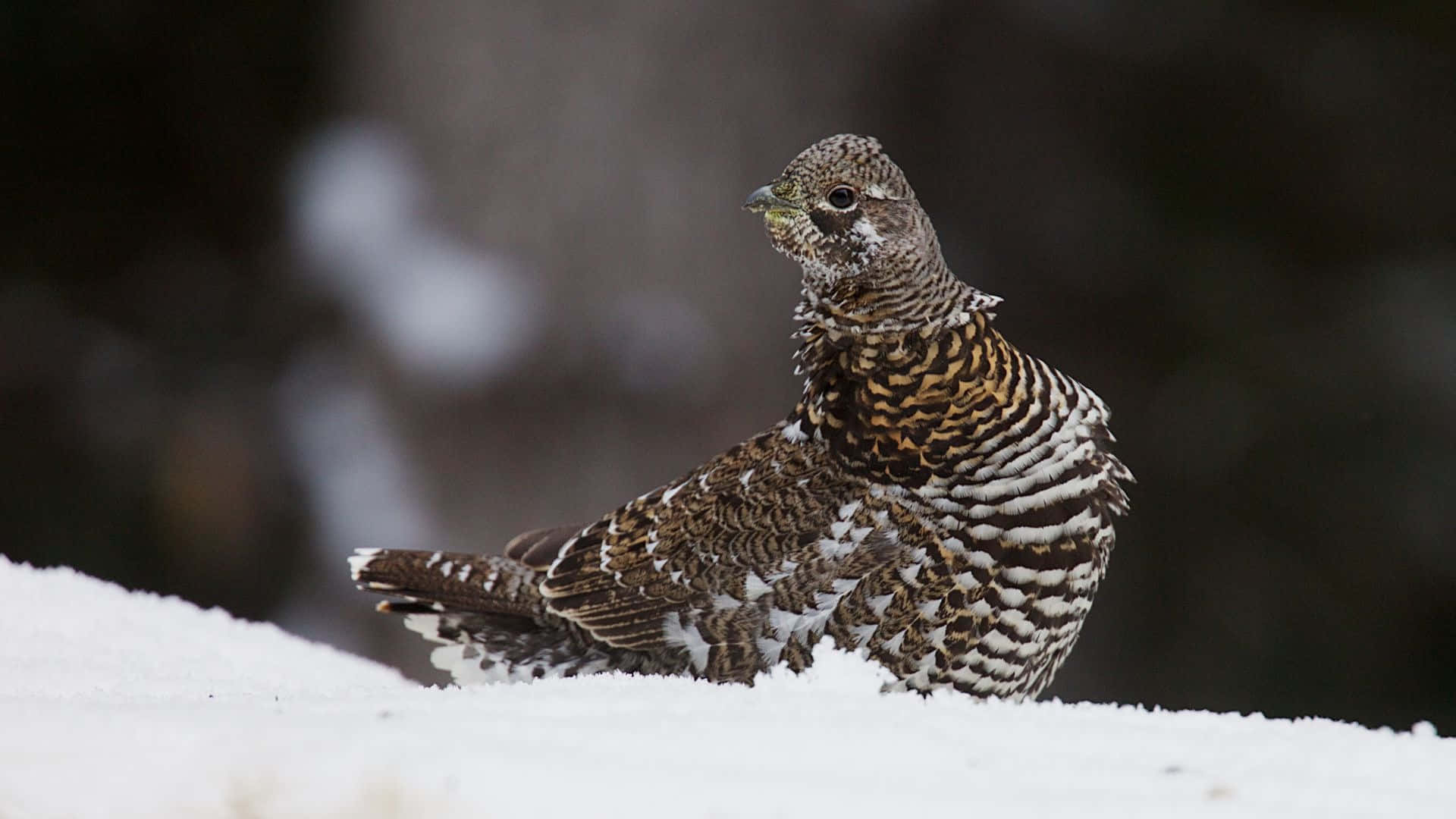 Snowy Grouse, brown and white speckled feathers, snowy ground, Full HD Desktop Wallpaper