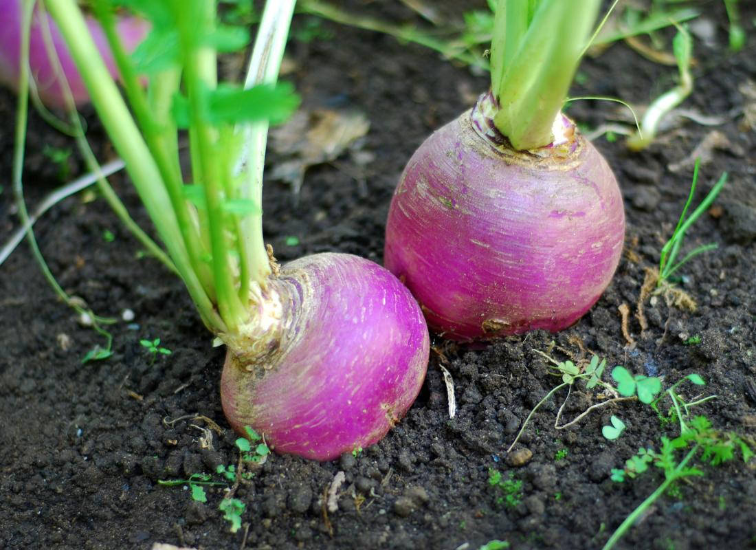 turnip plant, purple turnips, green stems, SD Desktop Wallpaper