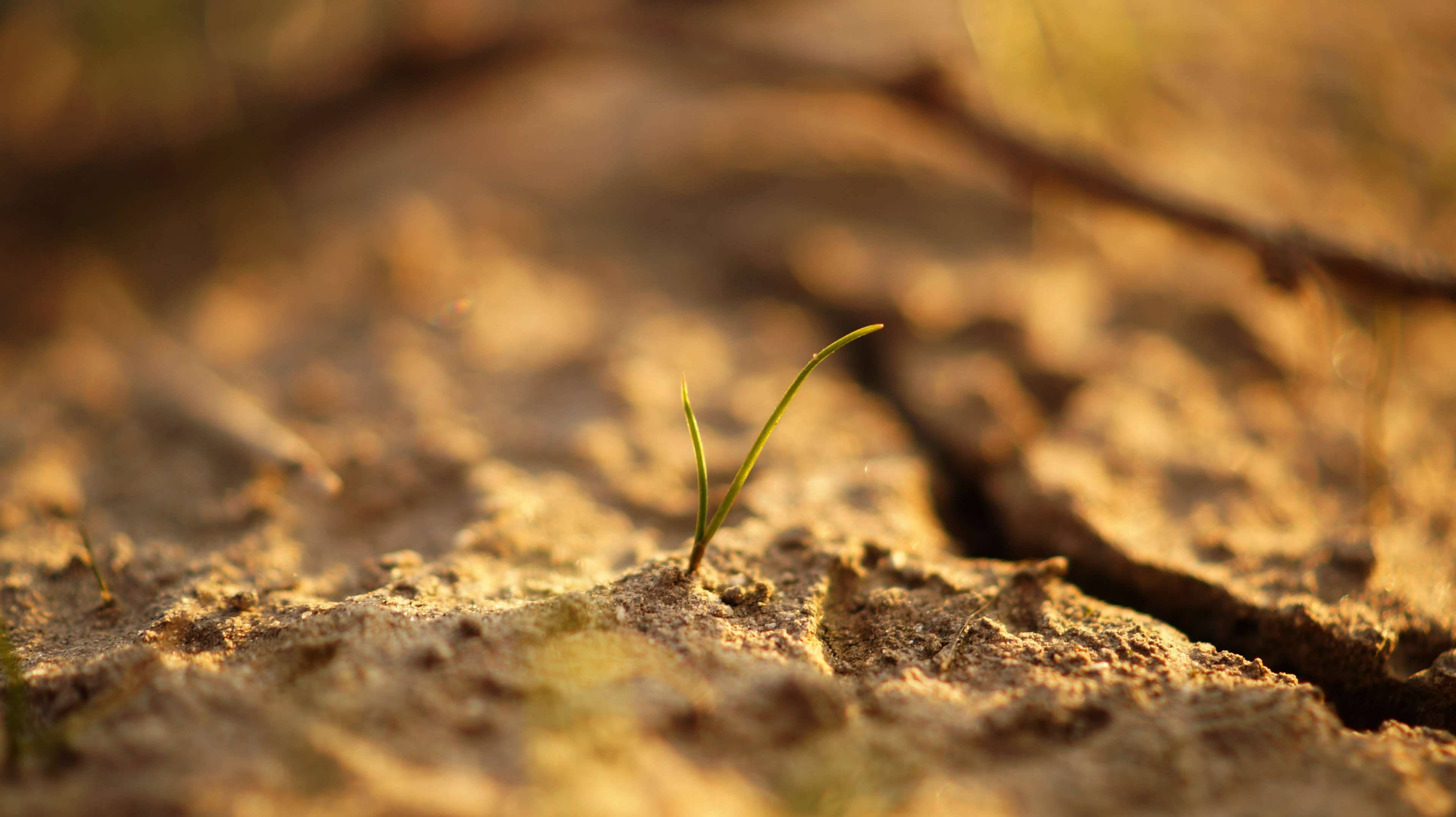 green sprout, cracked dry earth, warm golden sunlight, 4K Desktop Wallpaper