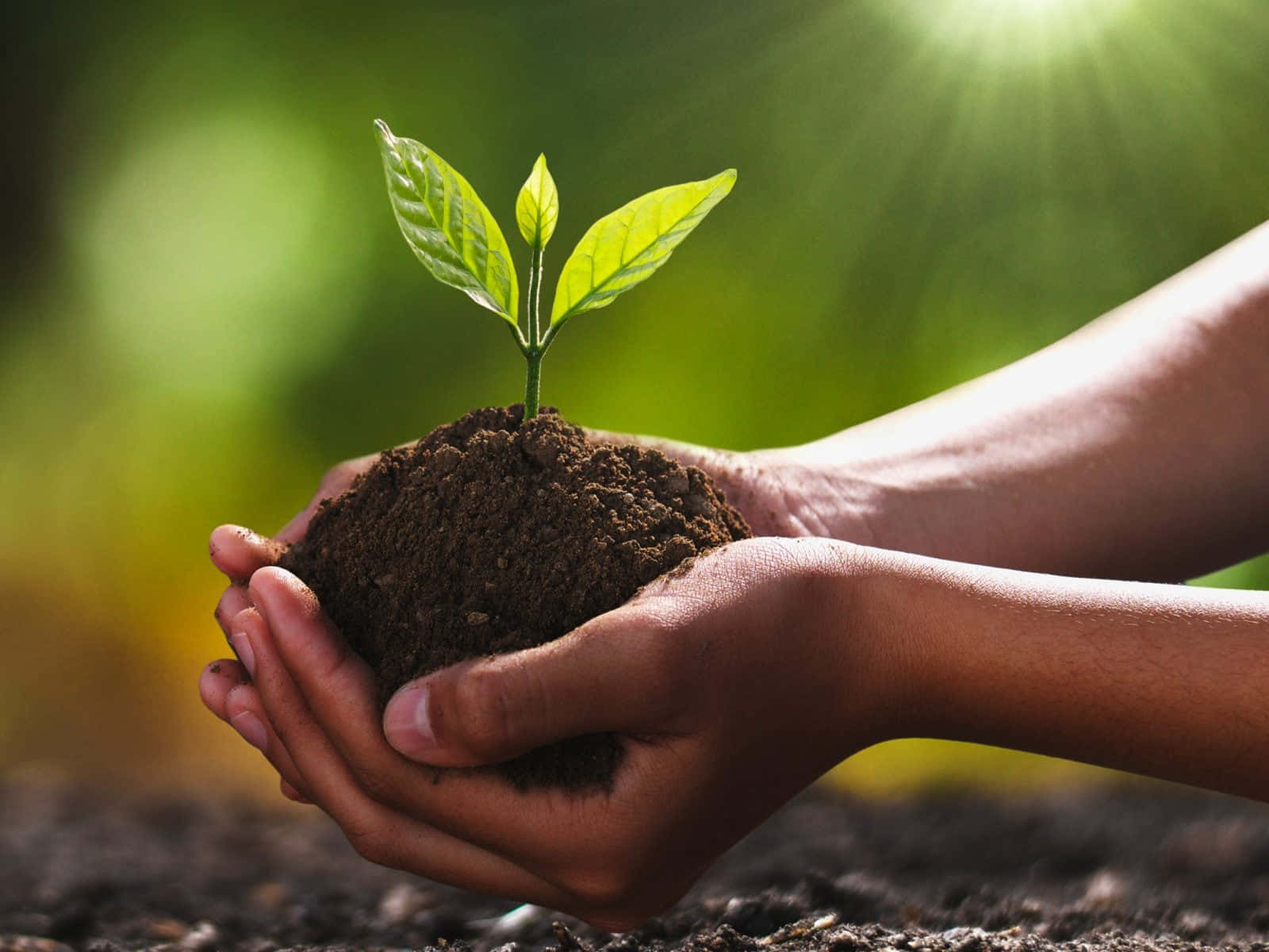 GrowingTrees, sapling, soil, HD Desktop Wallpaper