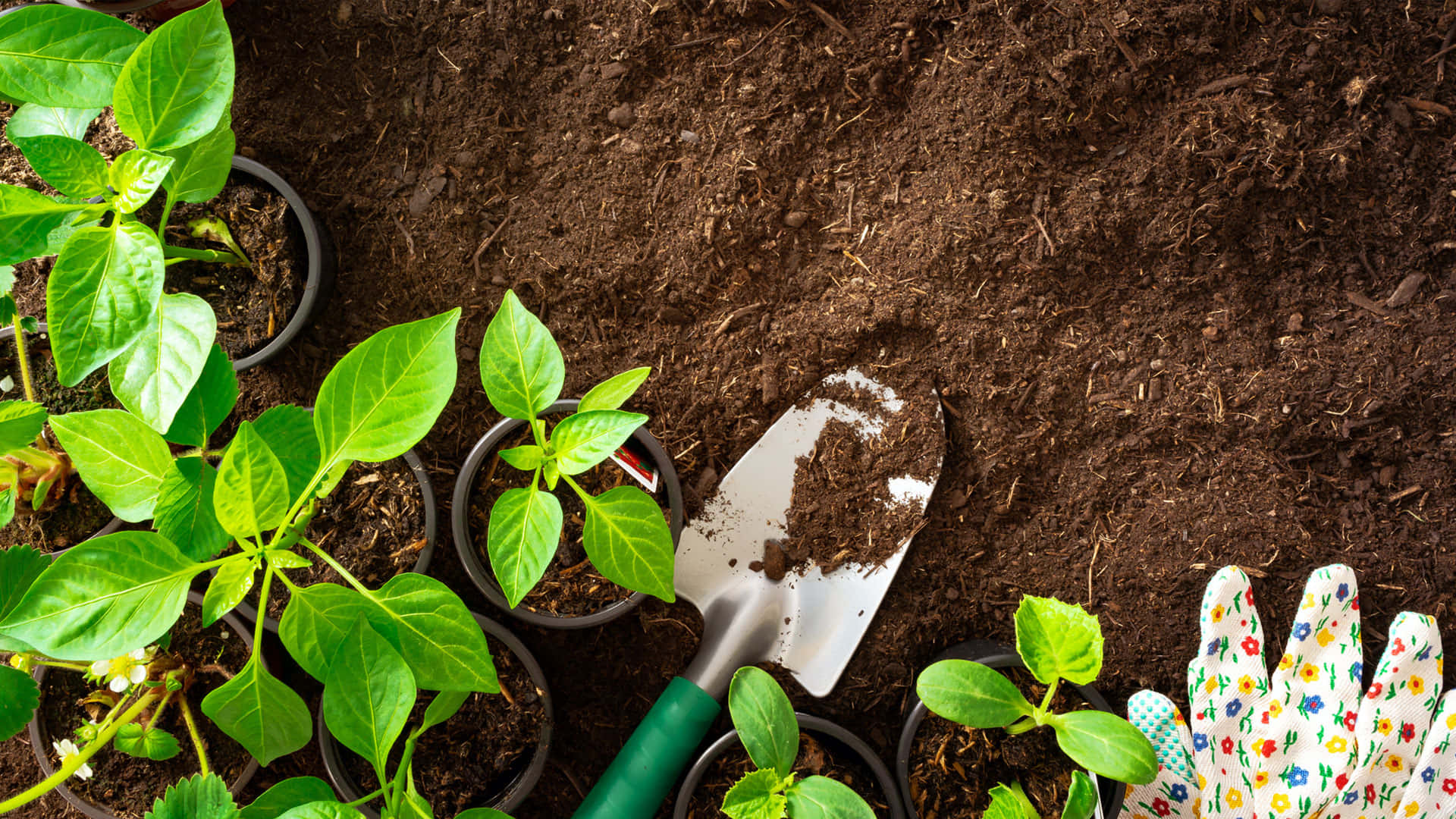 plants, soil, seedlings, Full HD Desktop Wallpaper