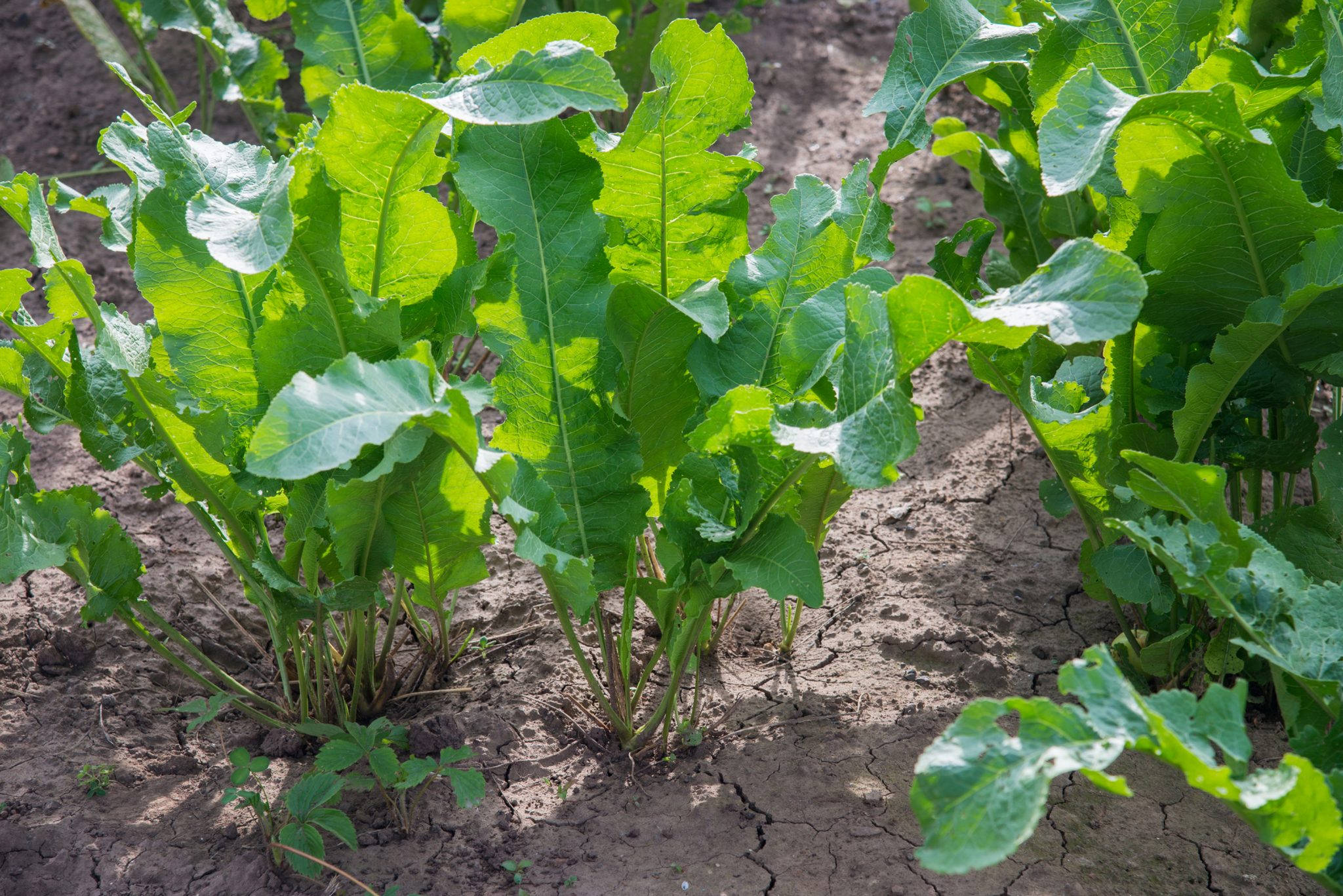 horseradish plant, garden, cracked dry soil, Full HD Desktop Wallpaper