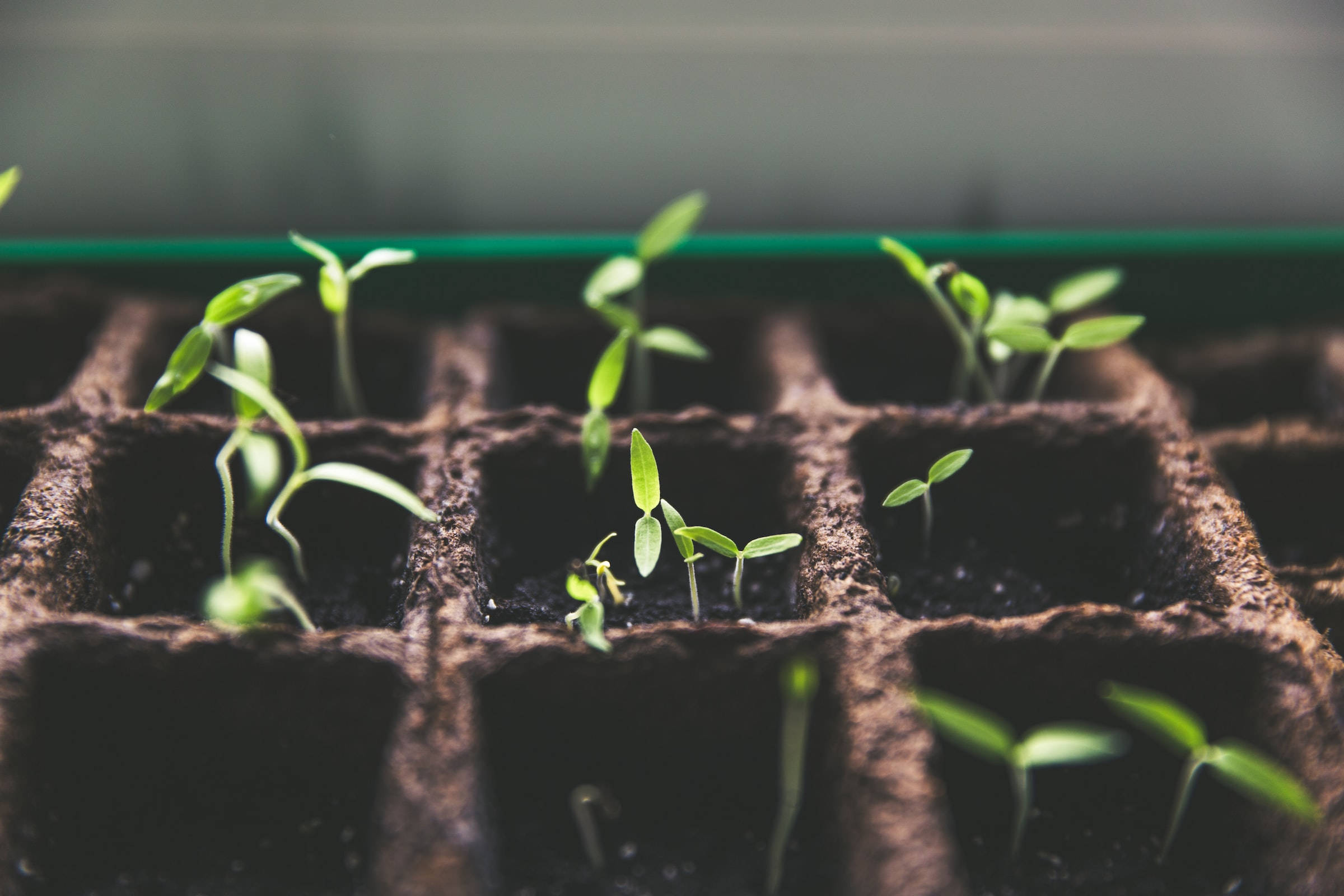 indoor farm, seedling sprouts, grid tray, Full HD Desktop Wallpaper