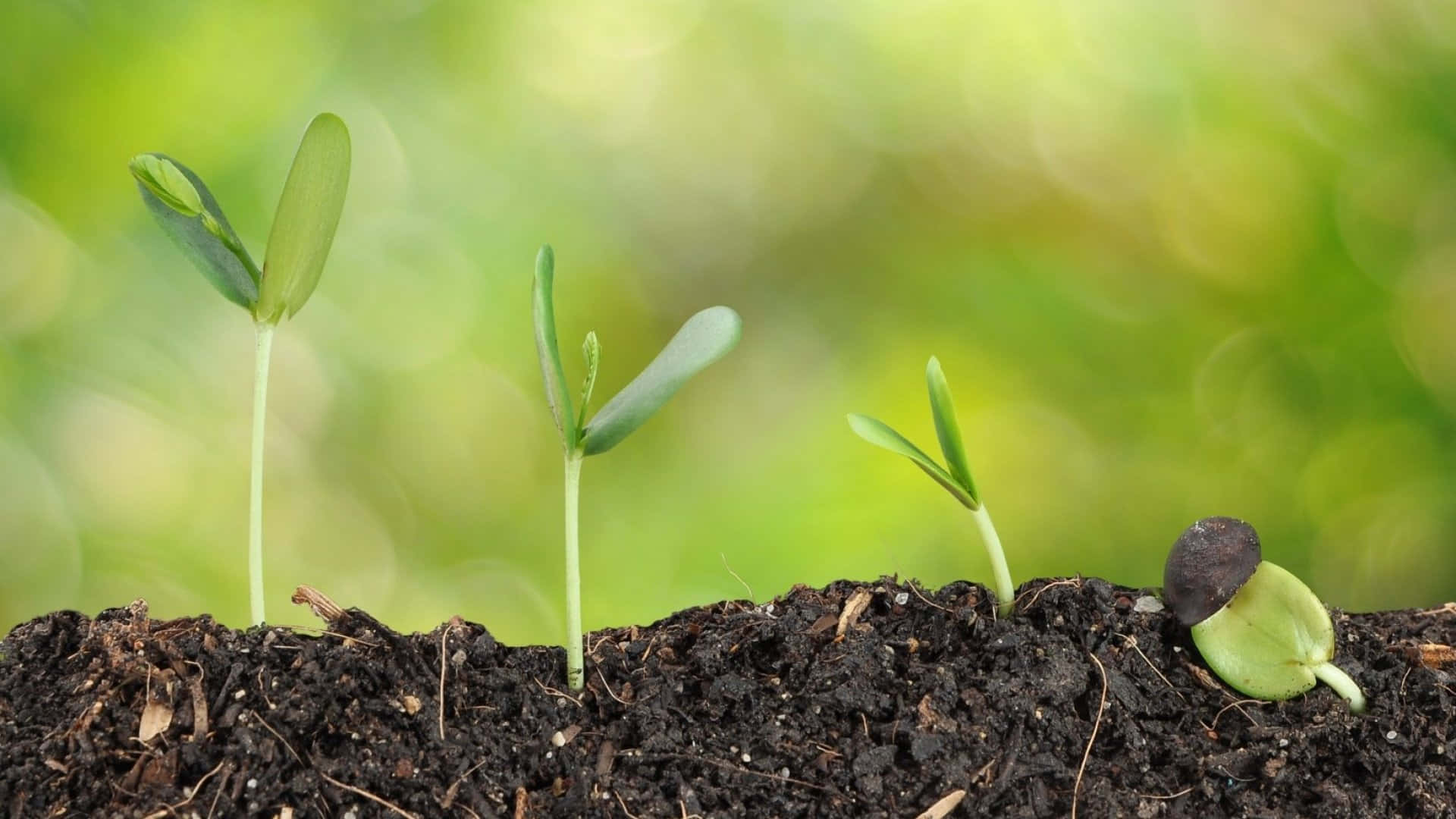 four steps growing plants natural soil, young green seedlings, dark soil, Full HD Desktop Wallpaper