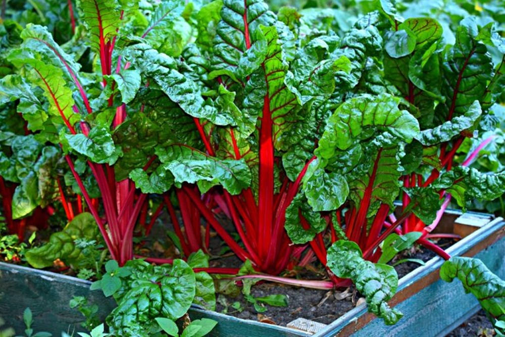 ruby red swiss chard, lush green leaves, weathered wooden garden bed, SD Desktop Wallpaper