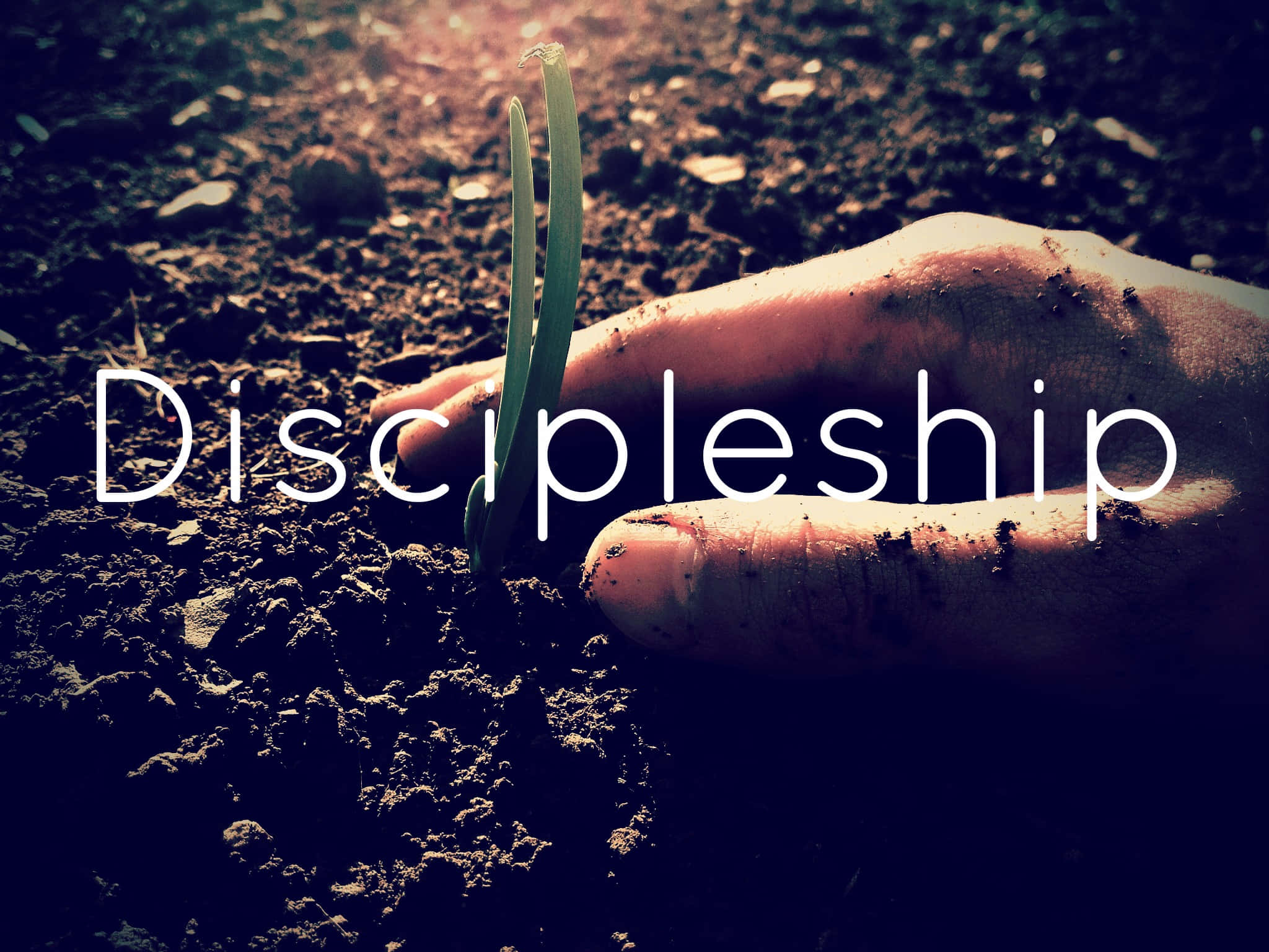 discipleship, sprouting green seedling, dark soil, Full HD Desktop Wallpaper