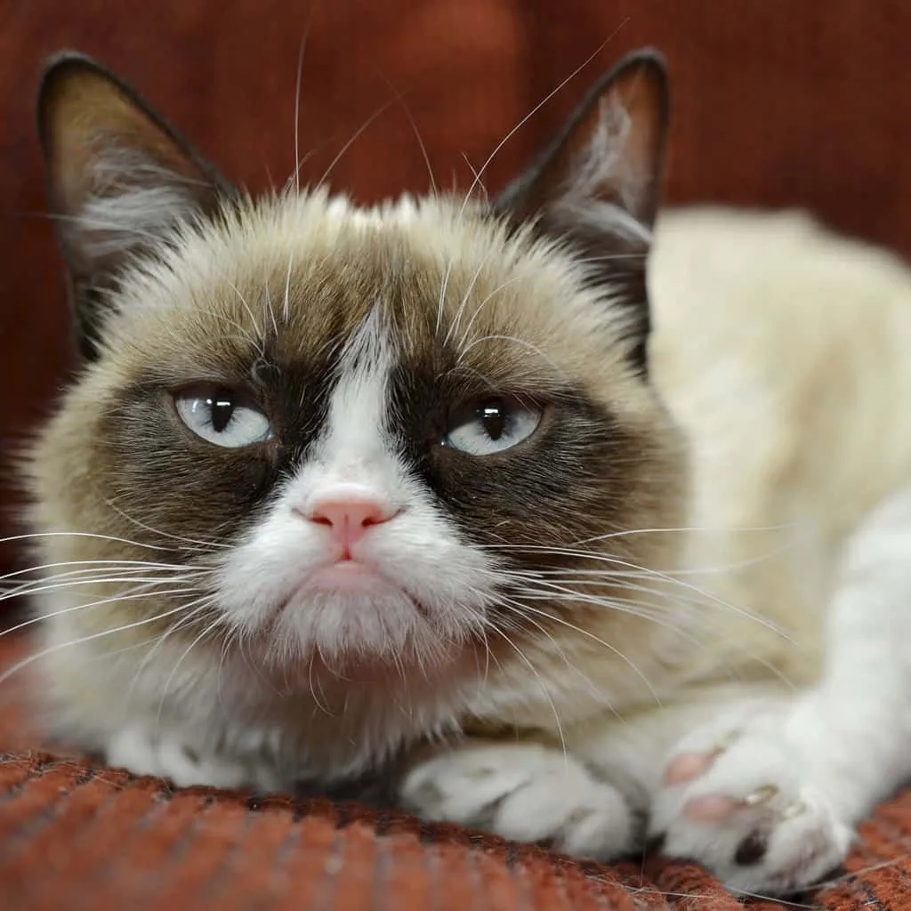 Grumpy Cat