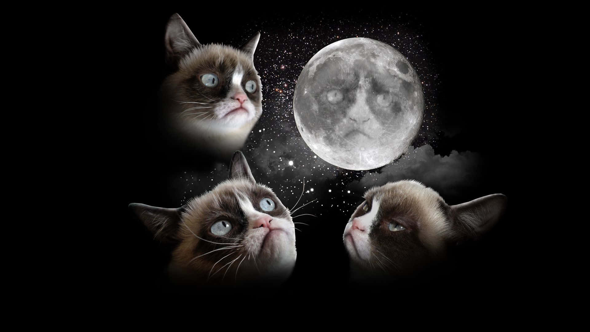 Grumpy Cat, moon, starry night sky, Full HD Desktop Wallpaper
