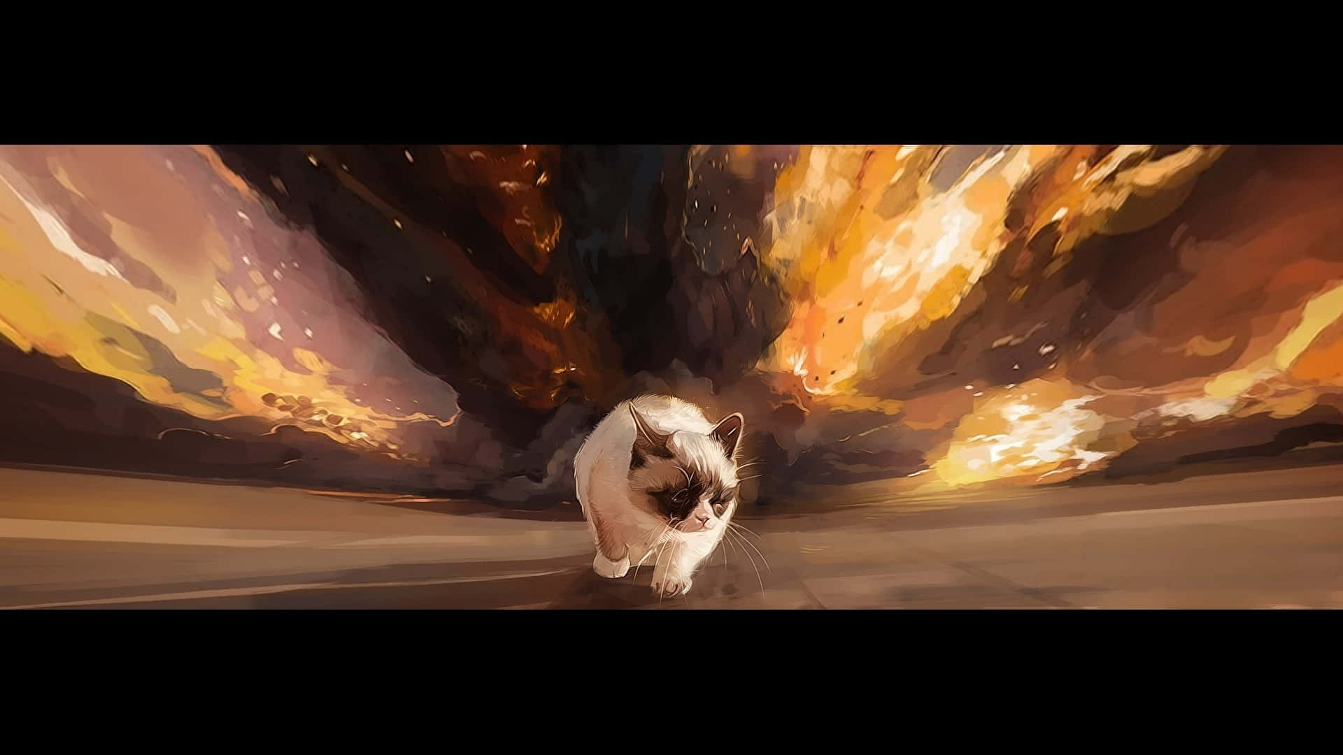 Grumpy Cat, fluffy white cat, dark face, Full HD Desktop Wallpaper