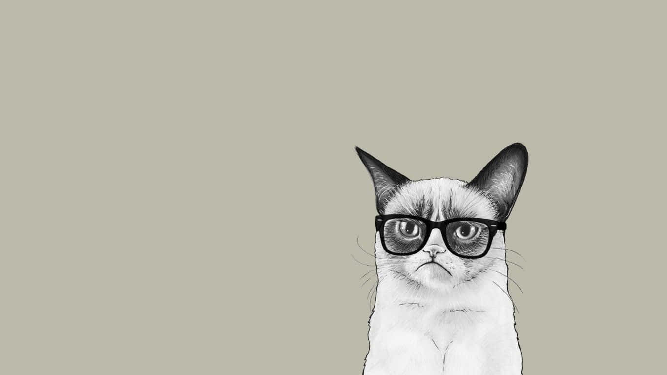 Grumpy Cat, thick-rimmed glasses, scowling expression, HD Desktop Wallpaper